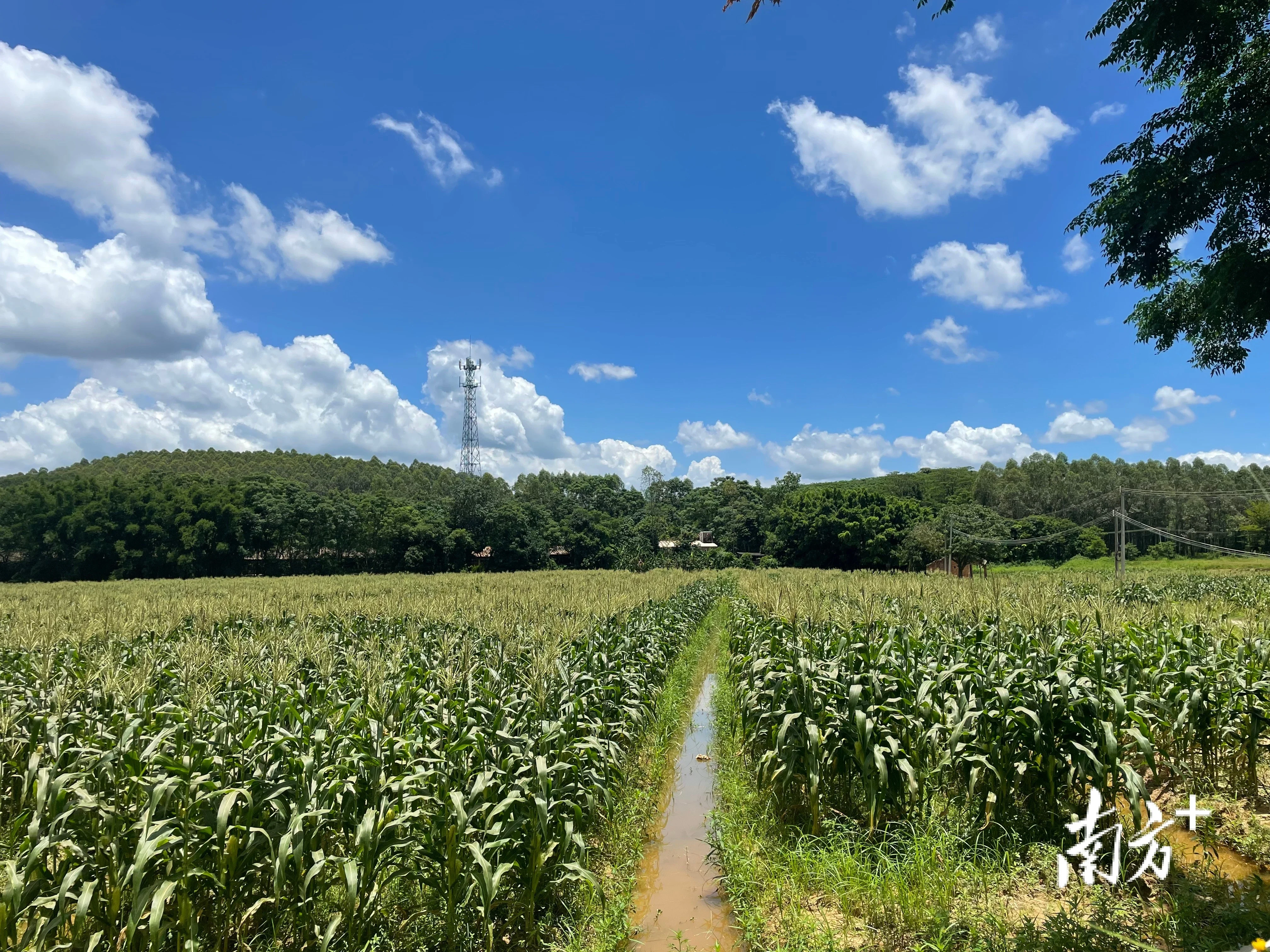 水台镇:盘活撂荒地,穗穗玉米飘香迎丰收_房产资讯_房天下