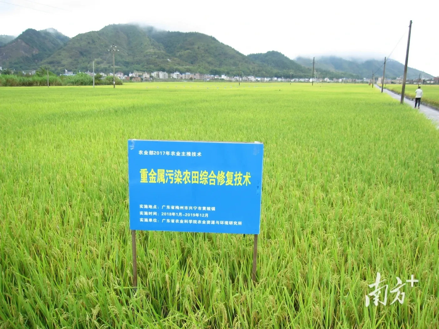 应用的各类改酸技术模式,在江门台山的酸化土壤改良示范基地集中展示