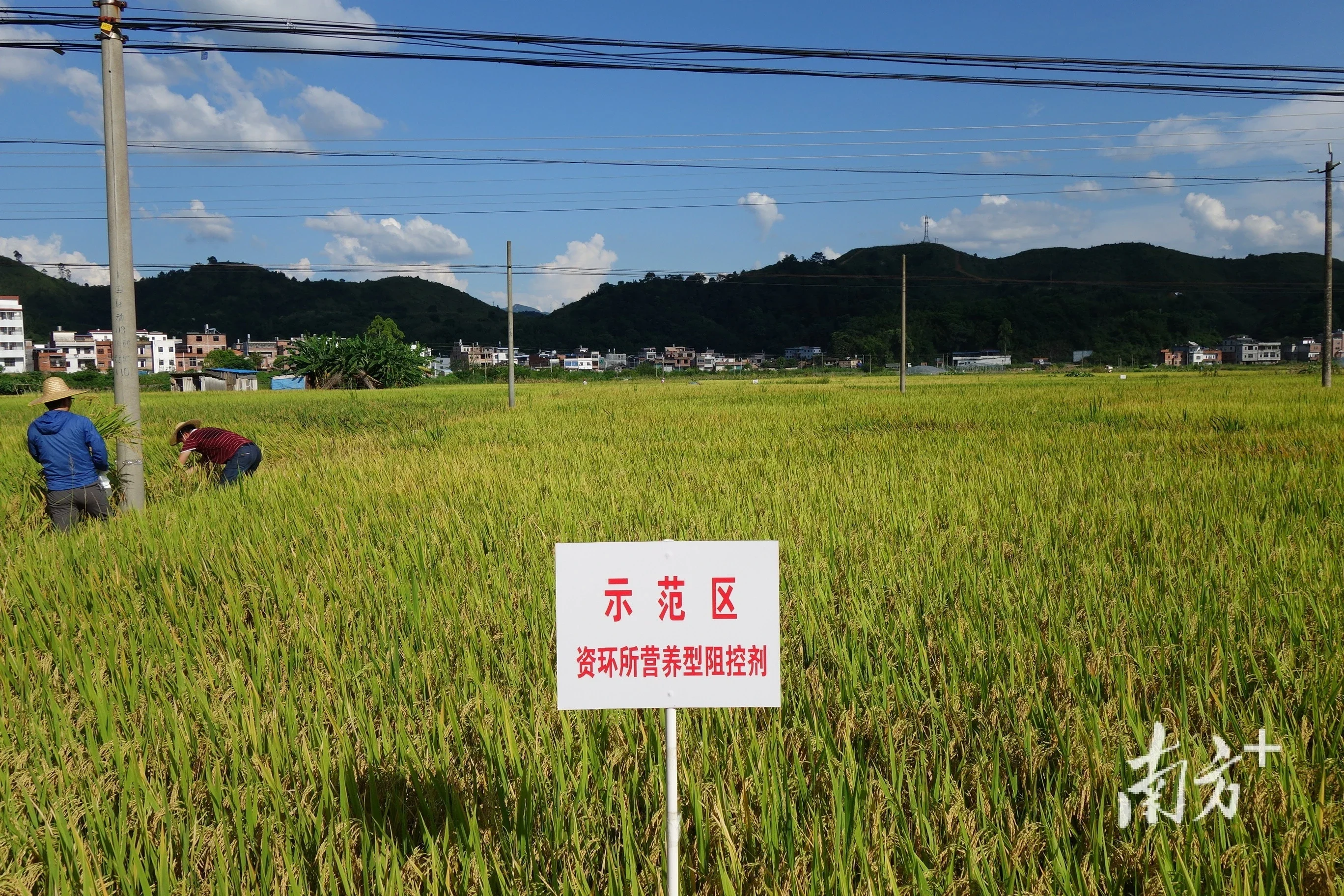 應用的各類改酸技術模式,在江門台山的酸化土壤改良示範基地集中展示