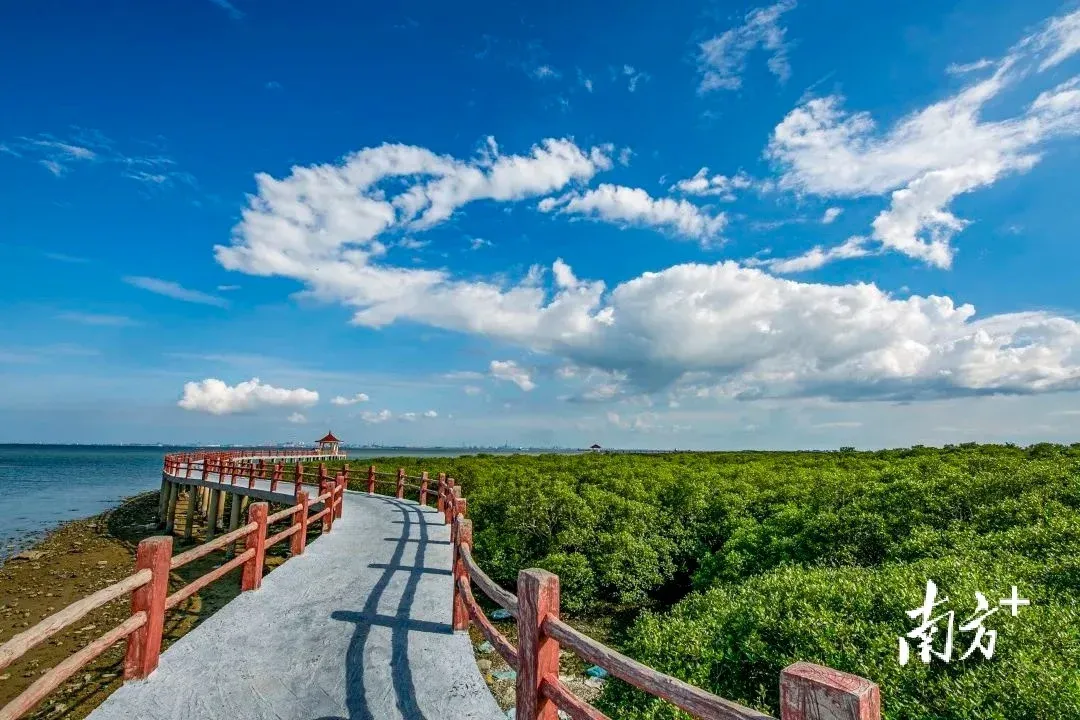 一起深呼吸湛江上半年空气质量优良率989