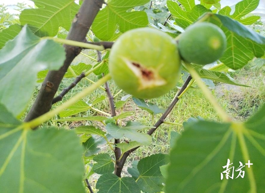 无花果结果过程图片图片