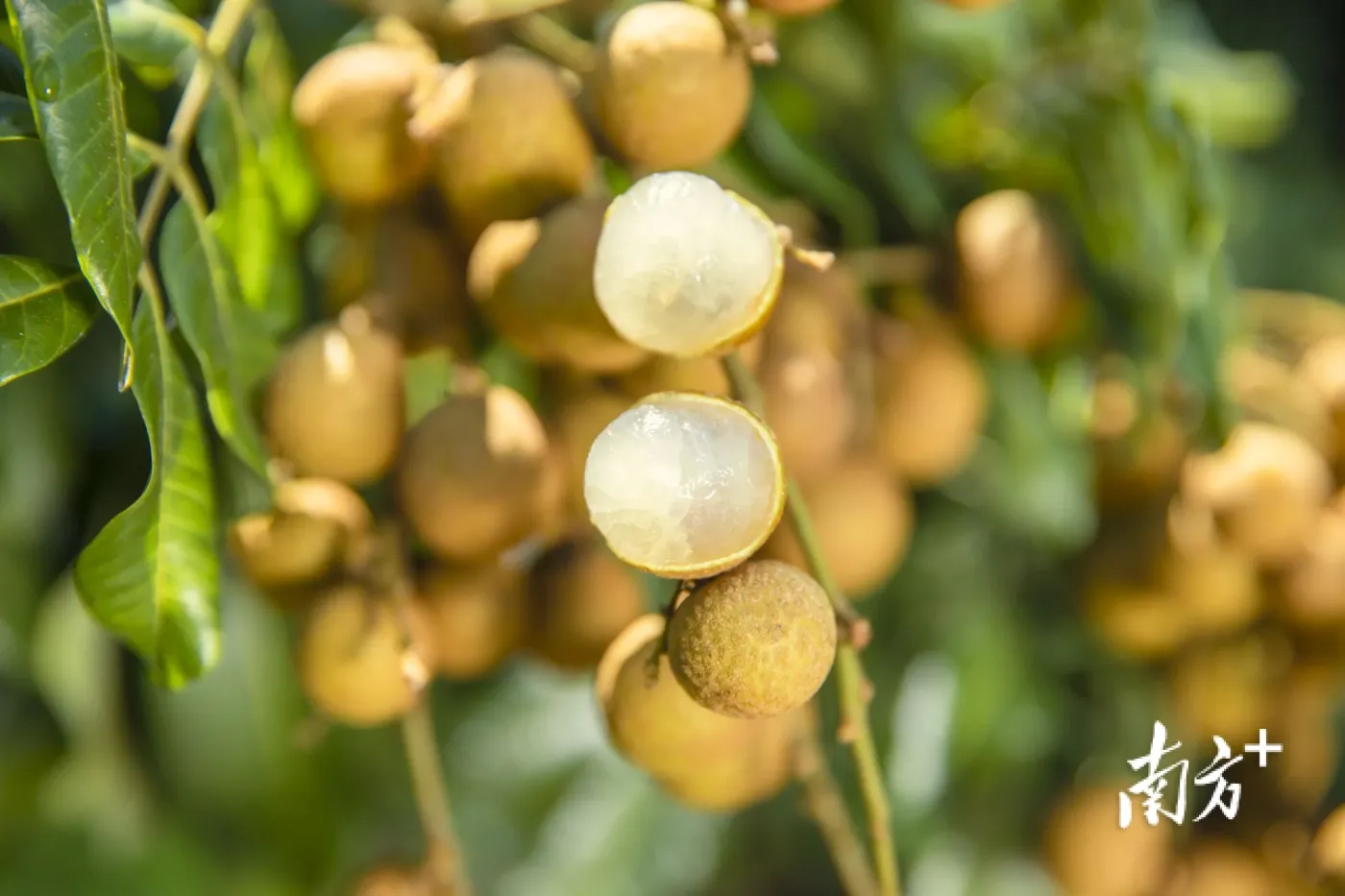视觉茂名高州龙眼金黄颗颗飘香
