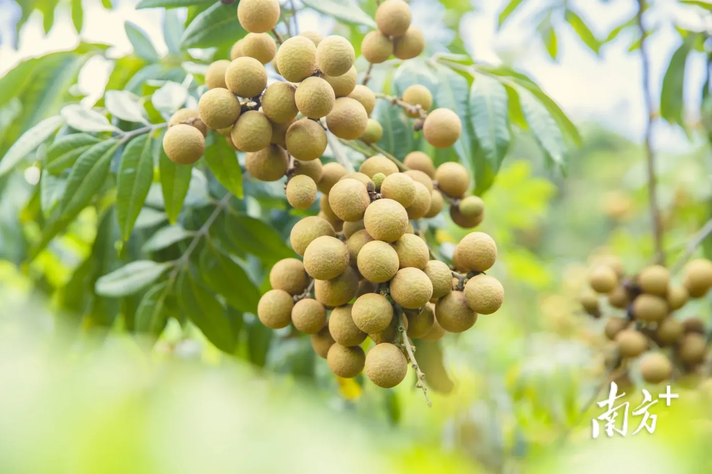 分拣,发货,一人负责龙眼加工车间的运作以及龙眼干果,桂圆肉的销售