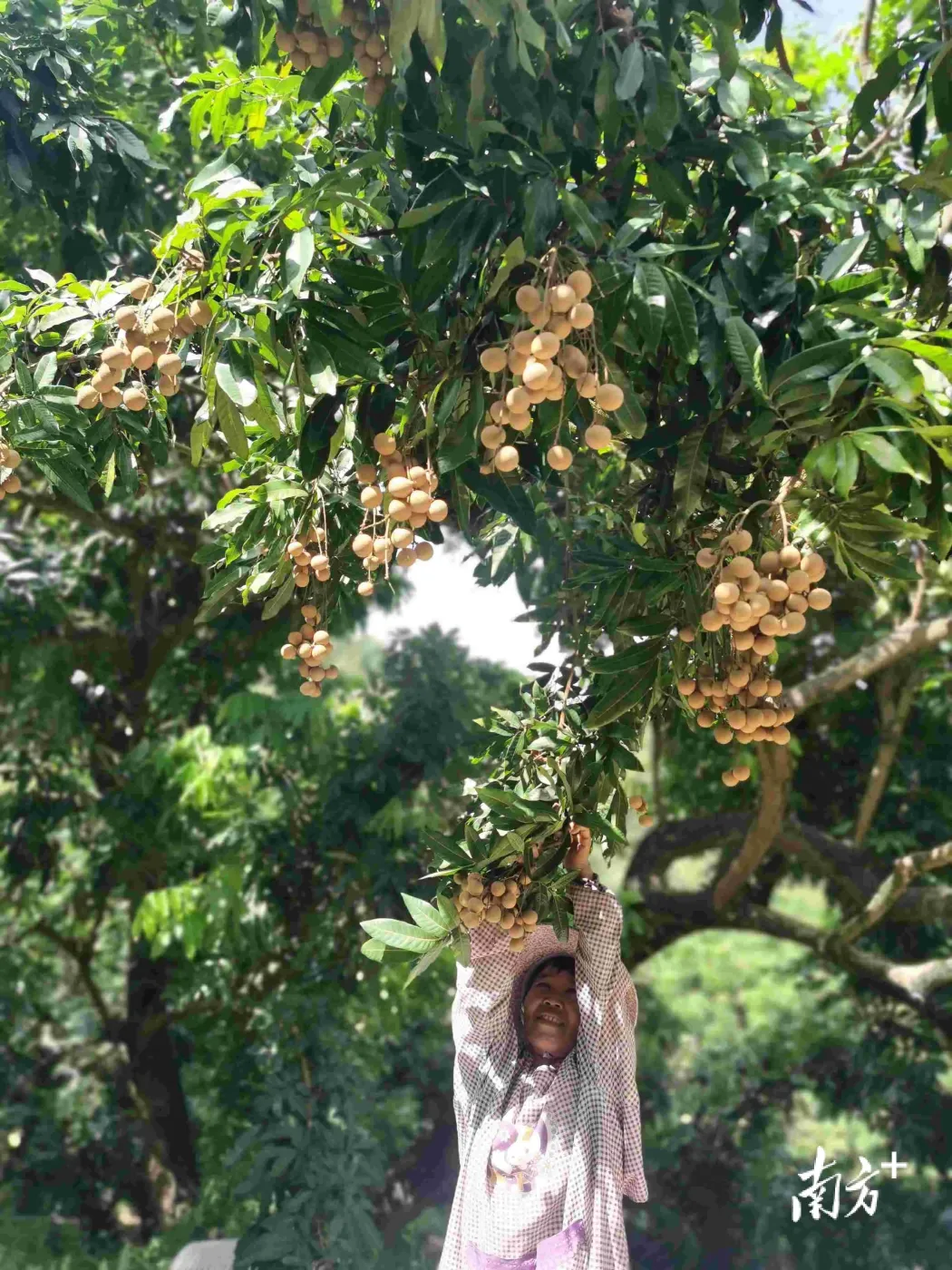 视觉茂名高州龙眼金黄颗颗飘香