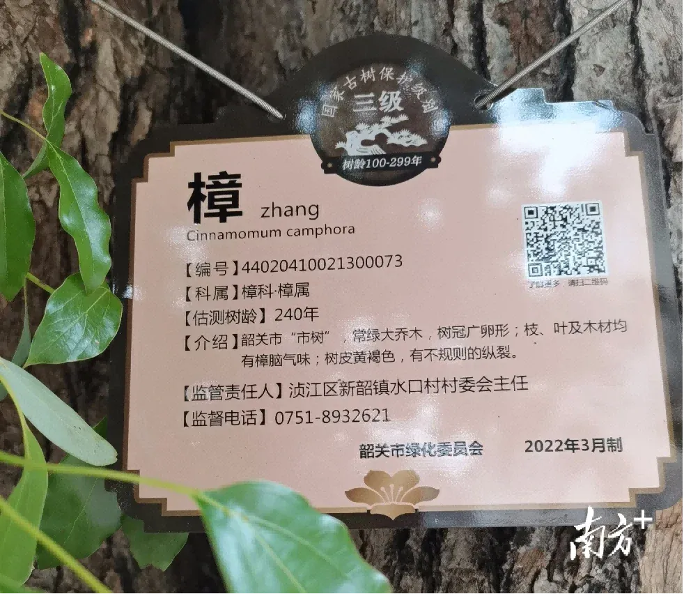 古树实现“一树一牌一档”数字化管理|韶关市浈江区-房产资讯-房天下