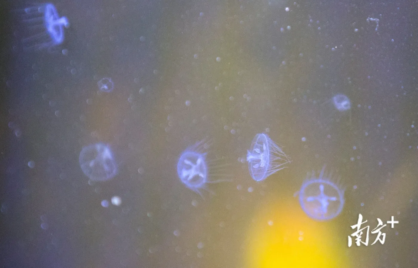 图集|“水中大熊猫”桃花水母现身中山,系近危物种-房产资讯-房天下