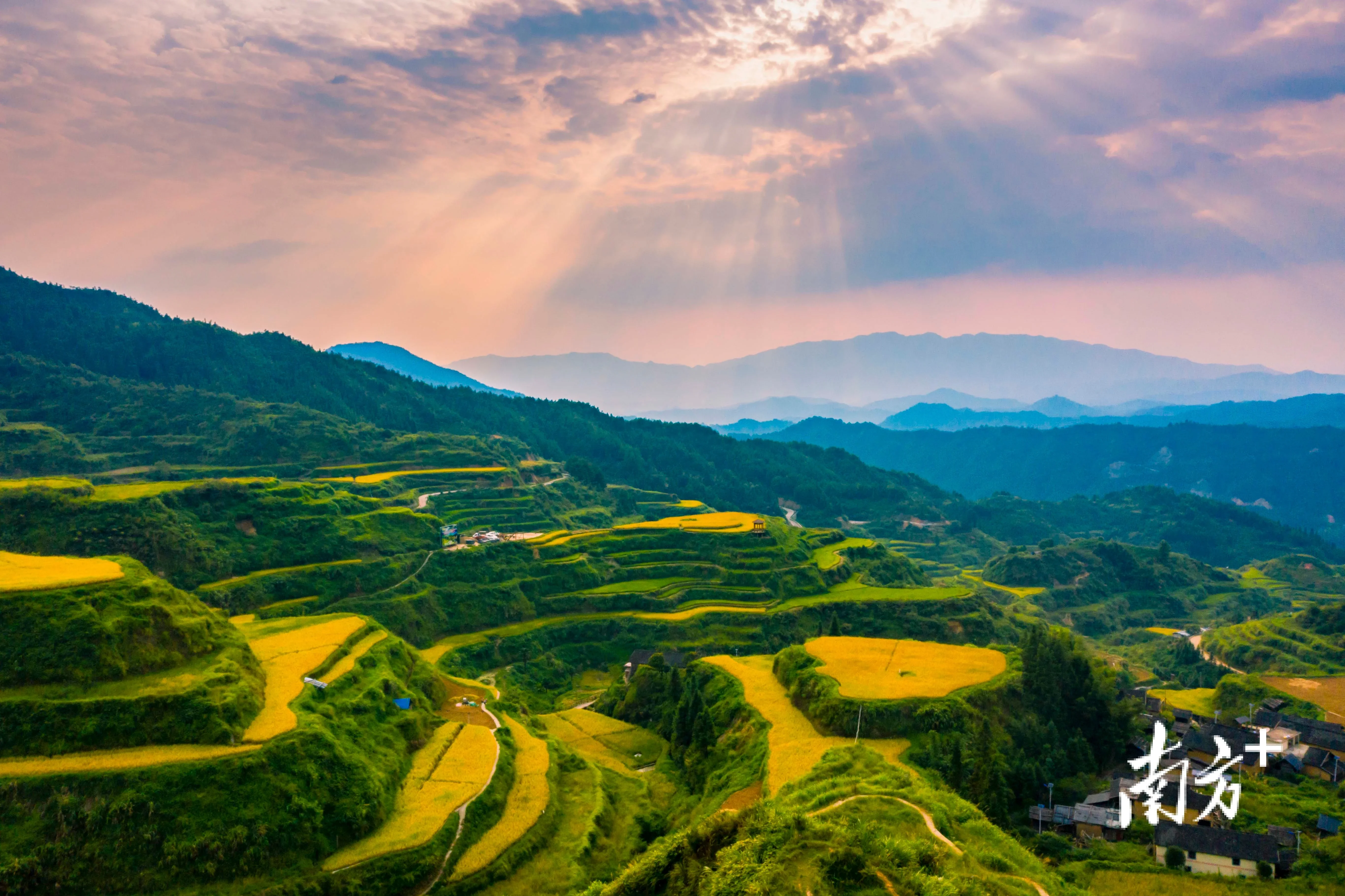 航拍连南大古坳村秋分两色梯田披金南方拍客看广东