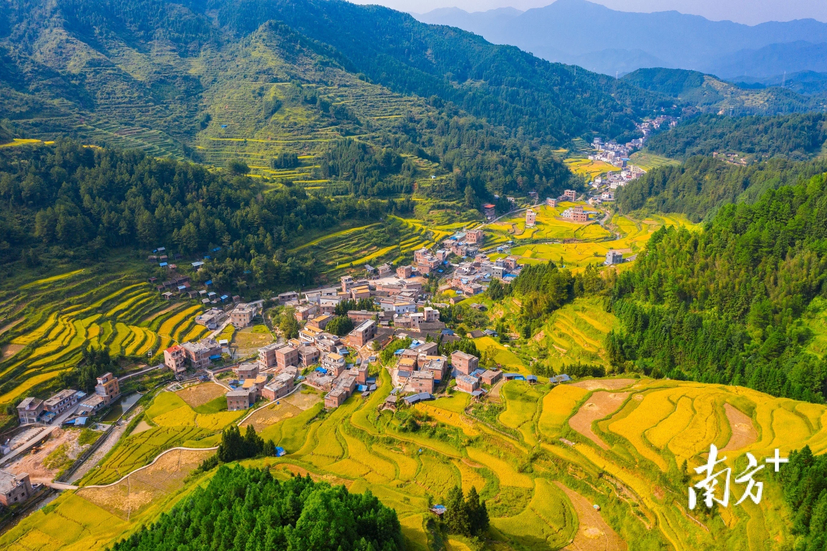 航拍连南大古坳村秋分两色梯田披金南方拍客看广东