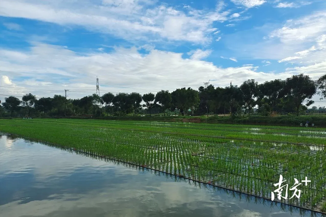 花都创建国家级水产健康养殖和生态养殖示范区通过省级验收