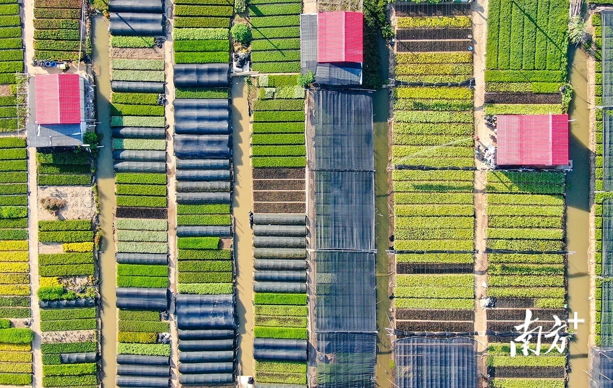 南方 叶志文拍摄横栏五沙村,种植基地里的三角梅正在盛放