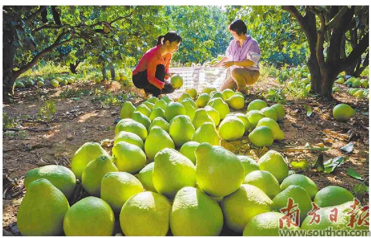 “柚”有好价“柚”见丰收-房产资讯-房天下