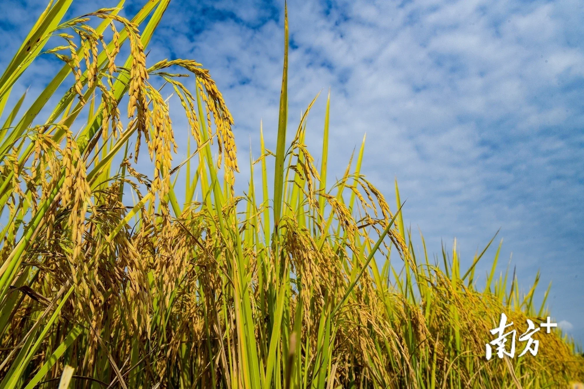 又是一年好"丰"景,梅州晚稻预计总产量106万吨以上_房产资讯_房天下