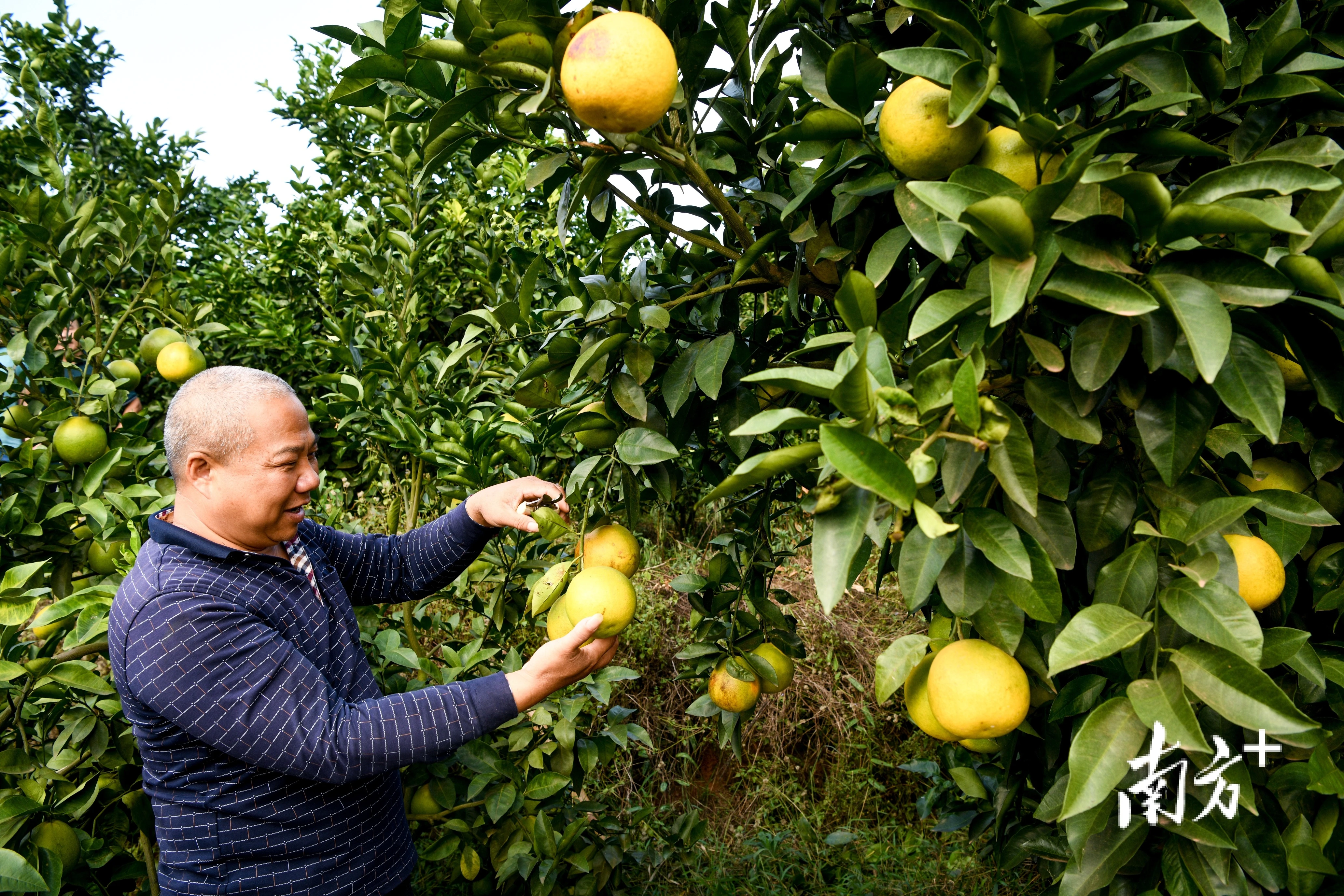 茂源葡萄柚图片