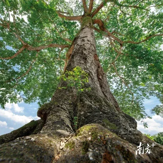 阳春入选!广东十大最美古树群名单揭晓-房产资讯-房天下