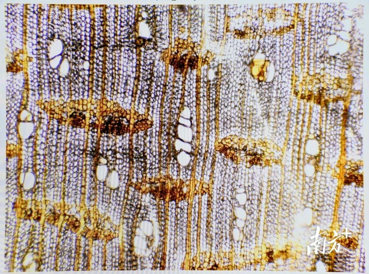 "沉香木结构由韧皮部,导管,射线,木纤维等四部分组成.