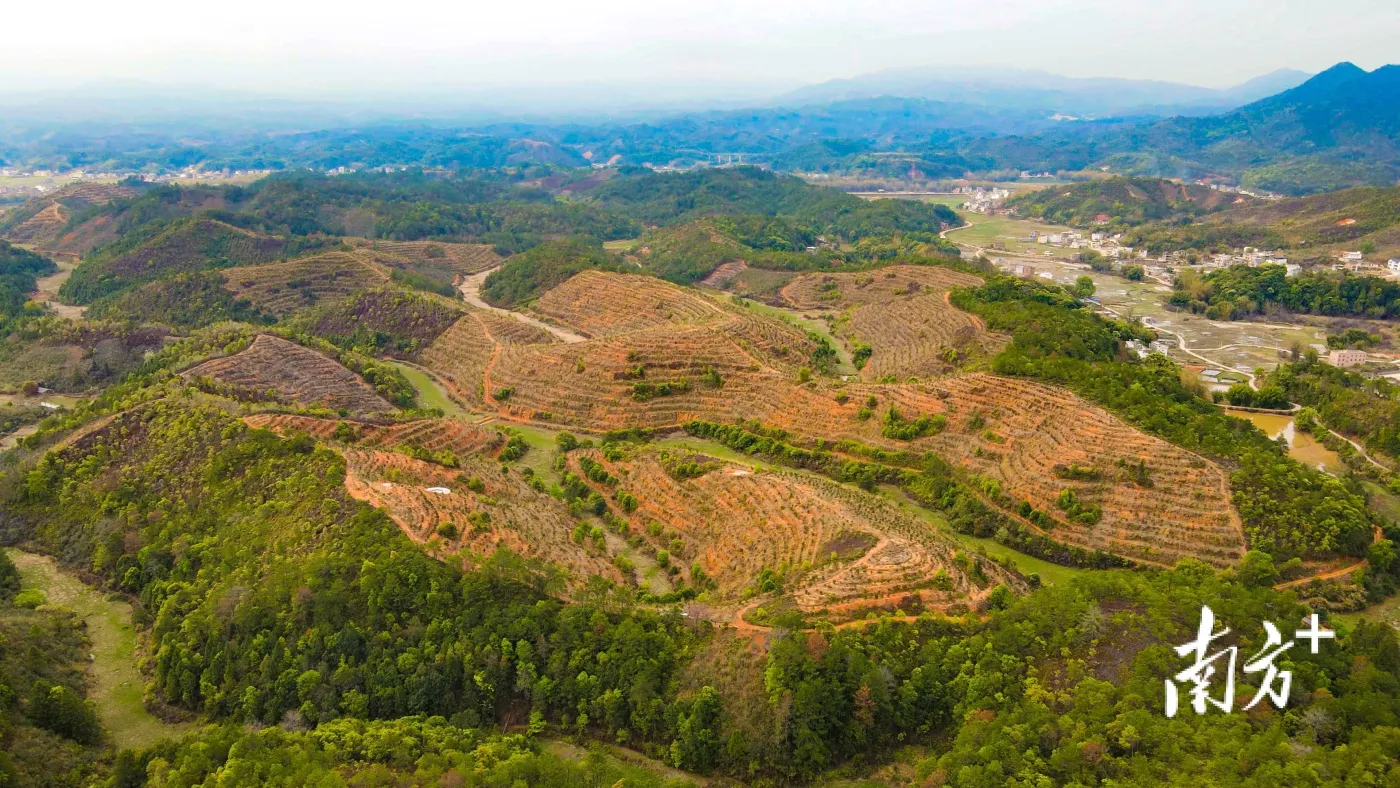 林寨镇万亩油茶种植基地通过"公司 基地 科研 农户"的龙头示范模式