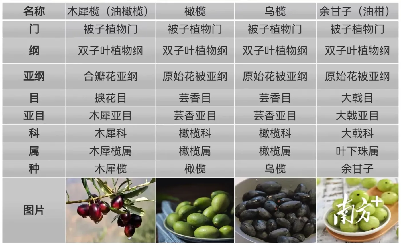 “橄榄十问”之一:油橄榄、橄榄、乌榄、油柑,傻傻分不清?-房产资讯-房天下