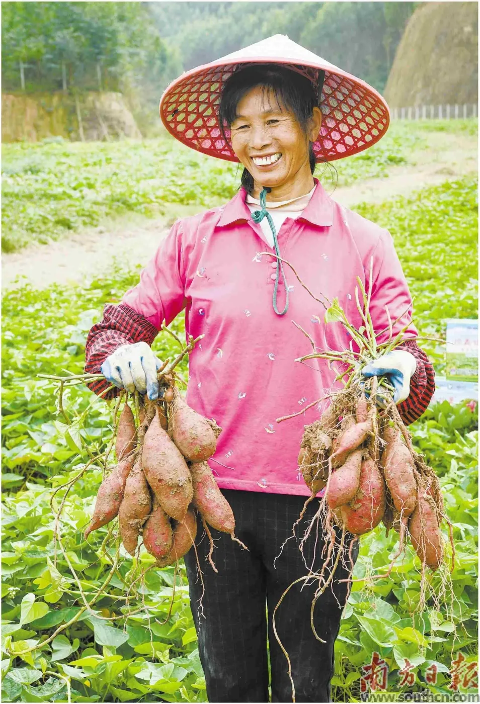 650亩撂荒地现“薯”光-房产资讯-房天下