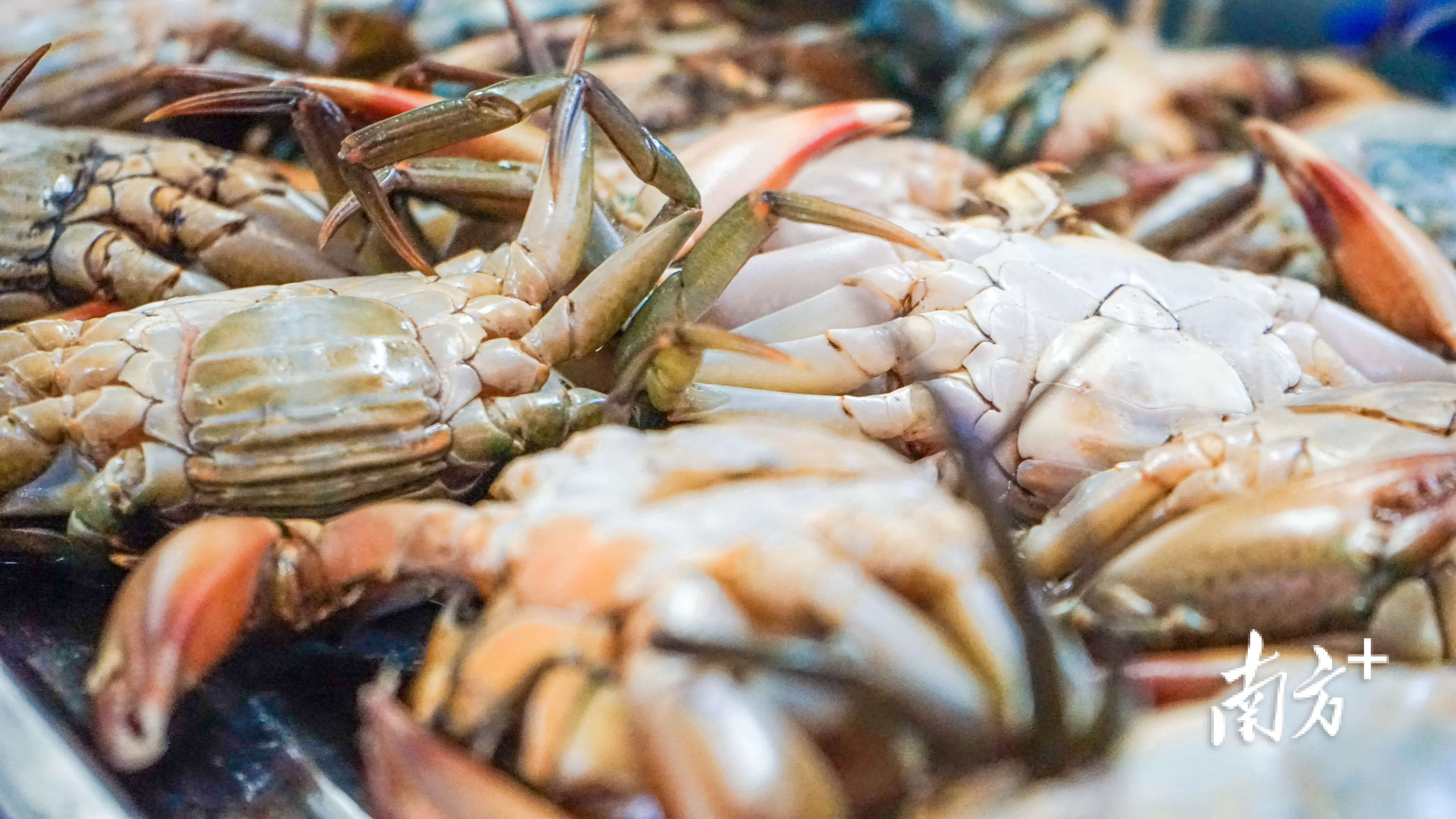 建新镇姑娘蟹:肉嫩流膏 "蟹"逅美味_房产资讯_房天下