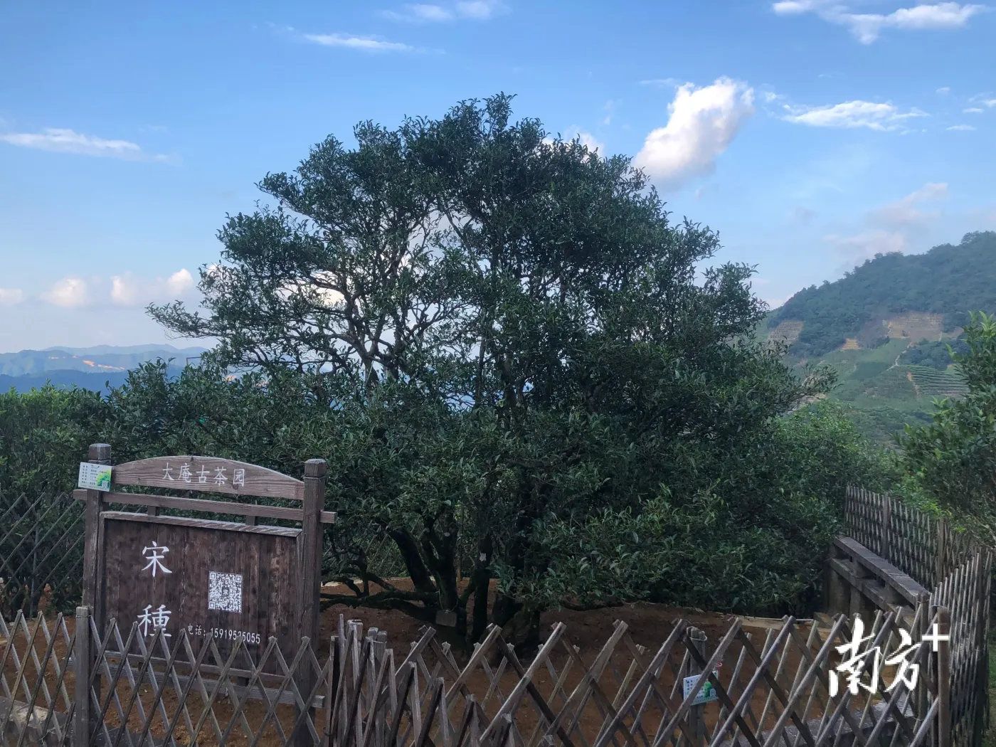 单丛古茶树保护技术有了新模式,相关项目获奖了→-房产资讯-房天下