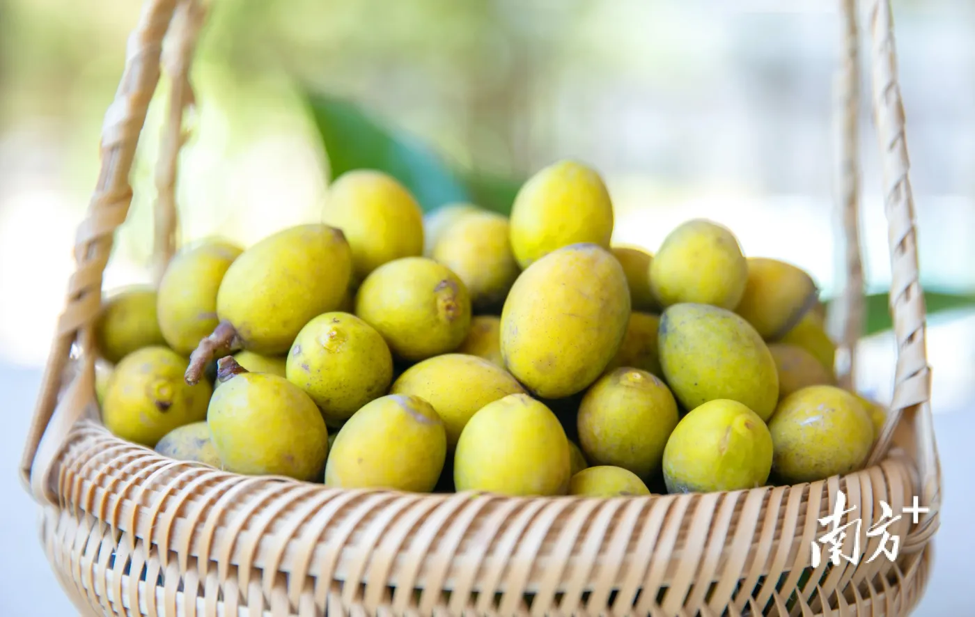 "海归"夫妻回乡发展橄榄产业,带火潮汕人从小吃到大的味道|视界