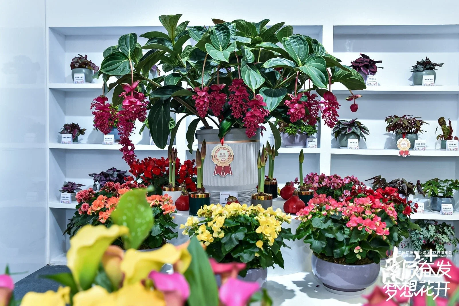 花城看花来从化第二届广州国际流溪花卉博览会来了