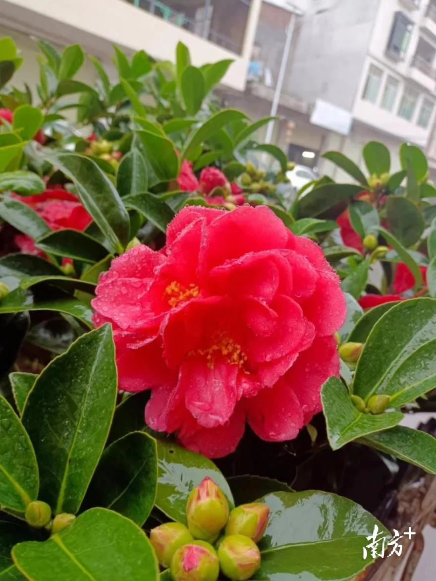 信宜市金垌镇励荣勤花卉种植基地内,四季山茶花开满枝头.