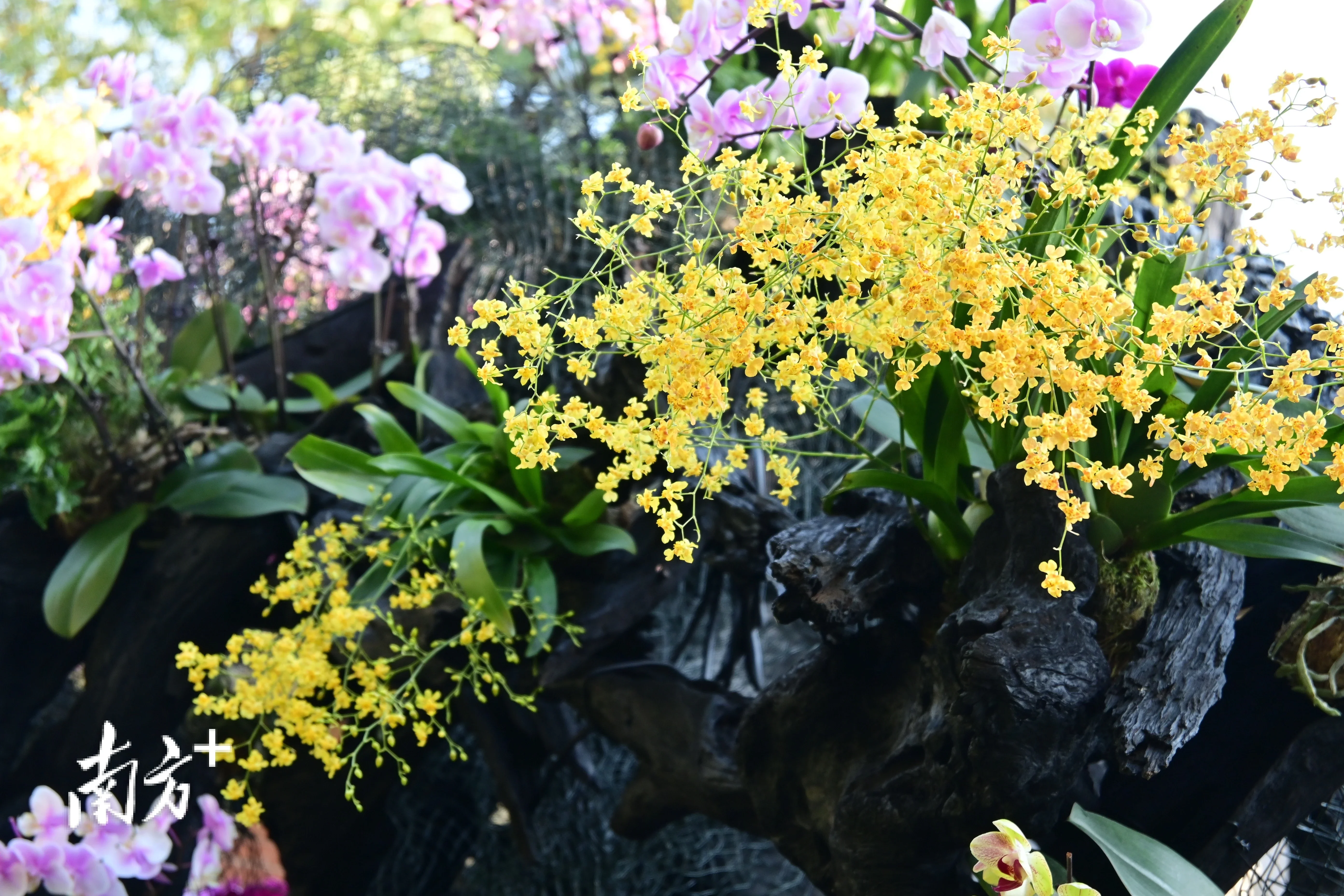 新春兰花有约,广州兰圃展出兰花品种和数量为历年之最_房产资讯_房天