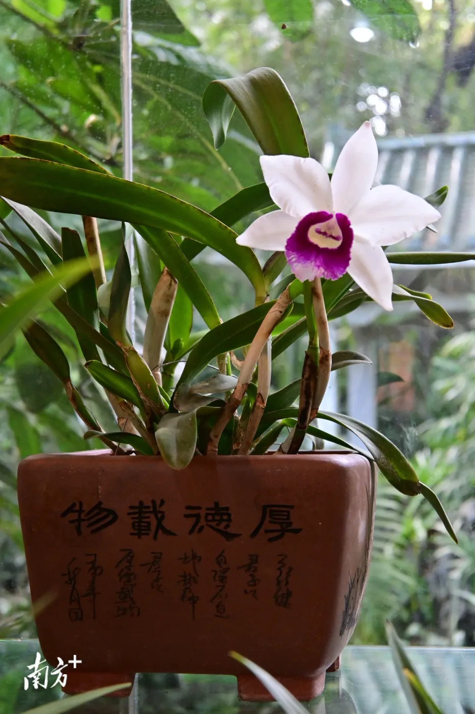 新春兰花有约广州兰圃展出兰花品种和数量为历年之最