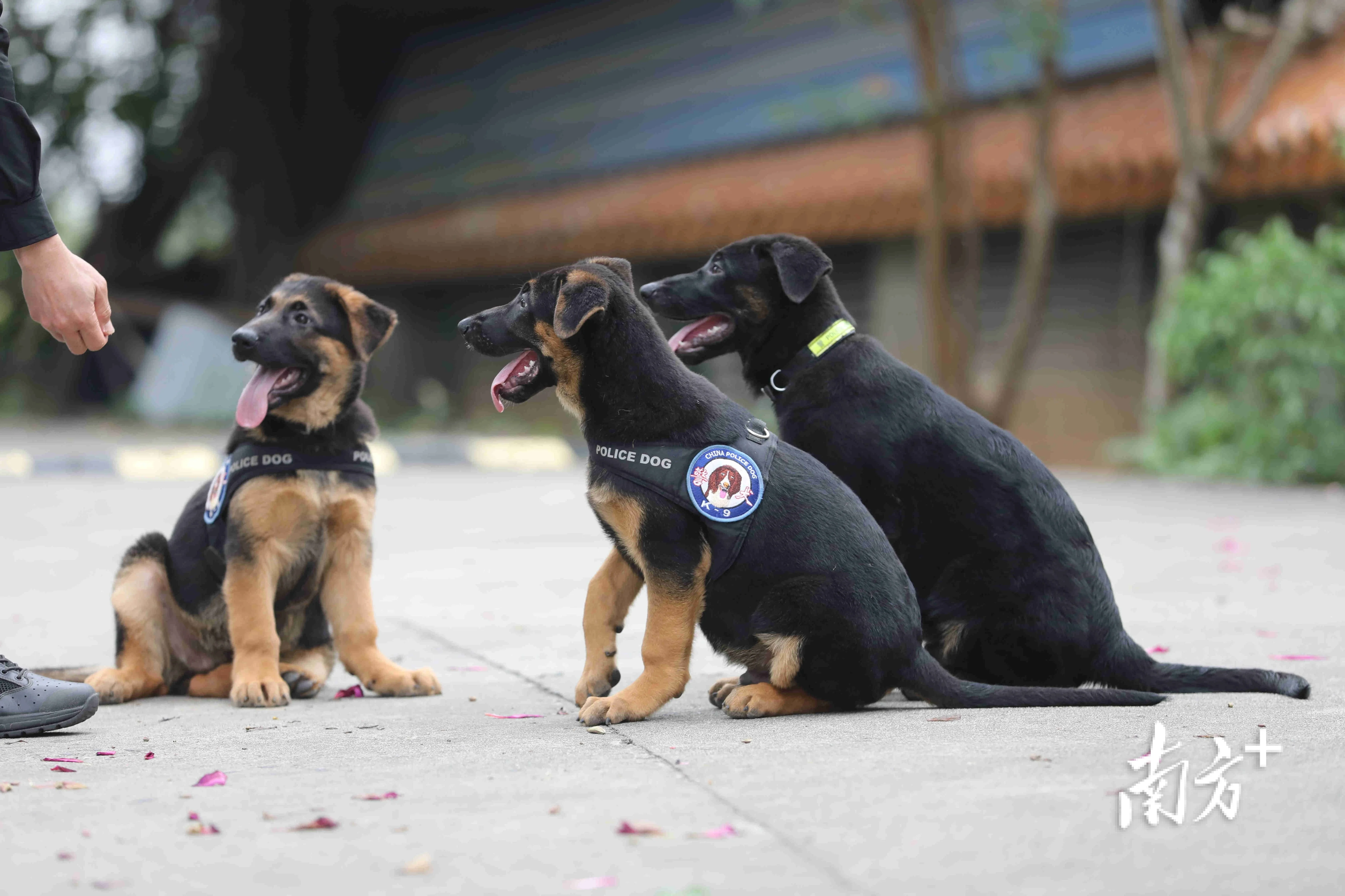 淅川的三条腿警犬图片