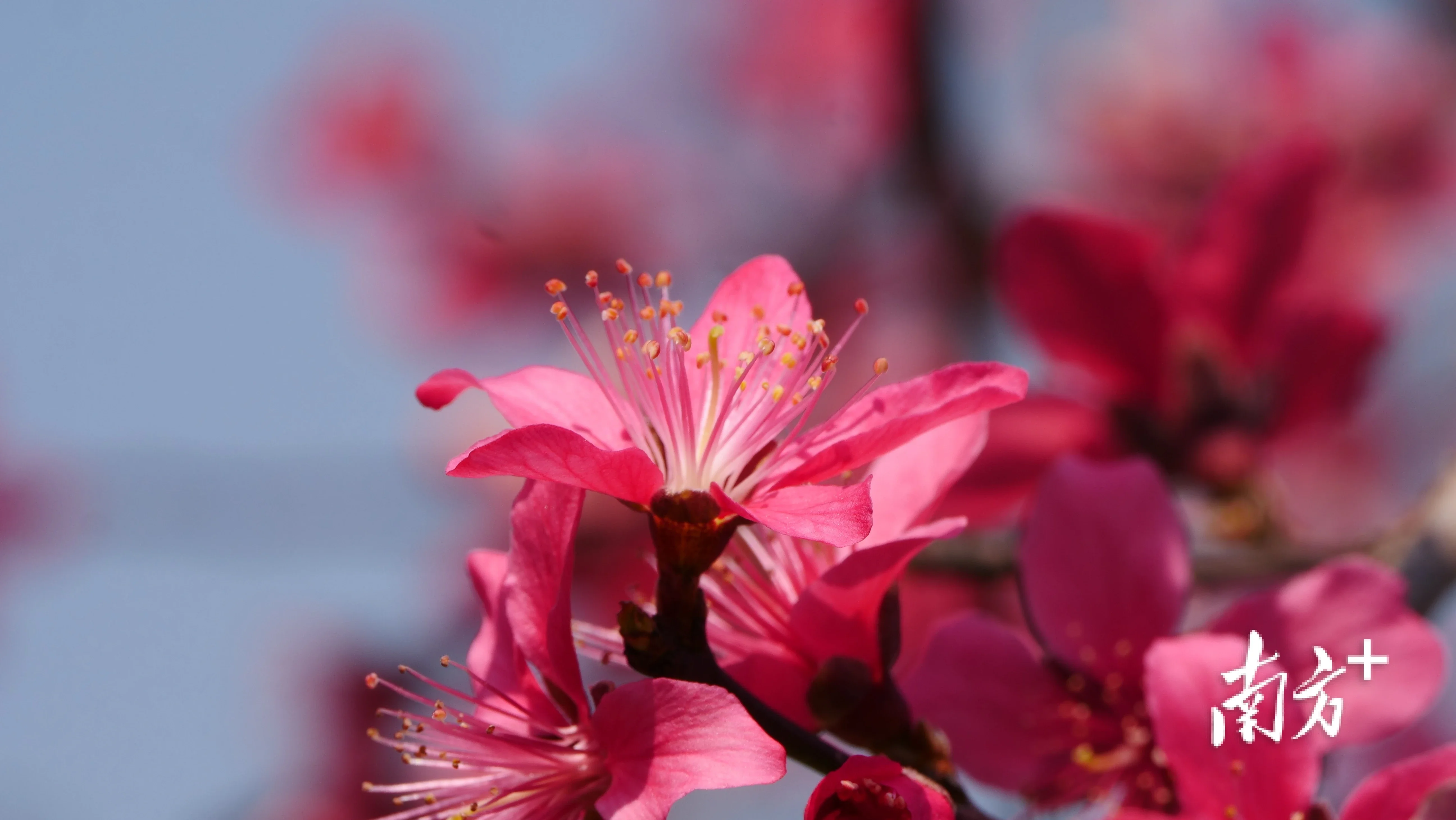 桃花林壁纸图片