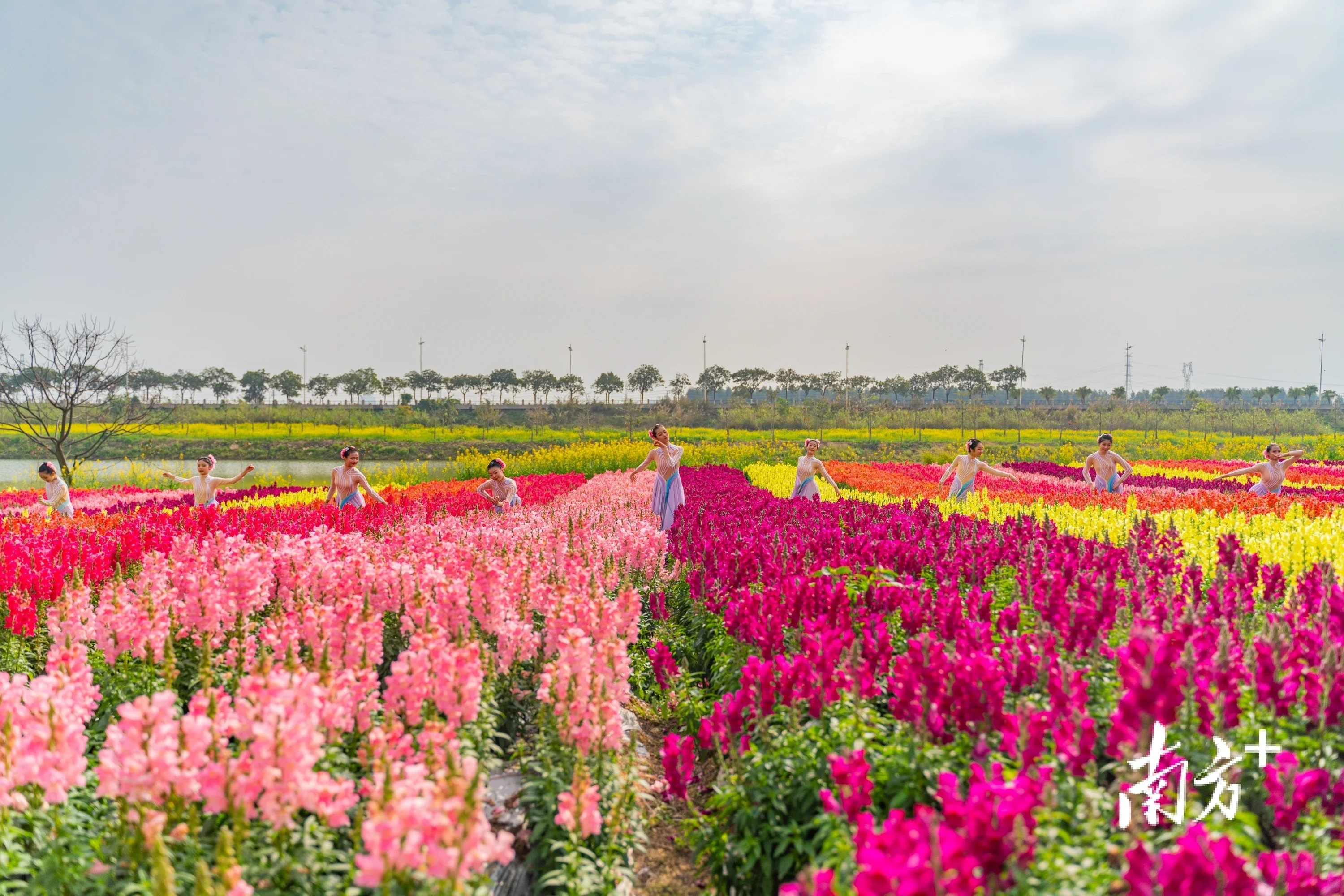 东莞赏花图片