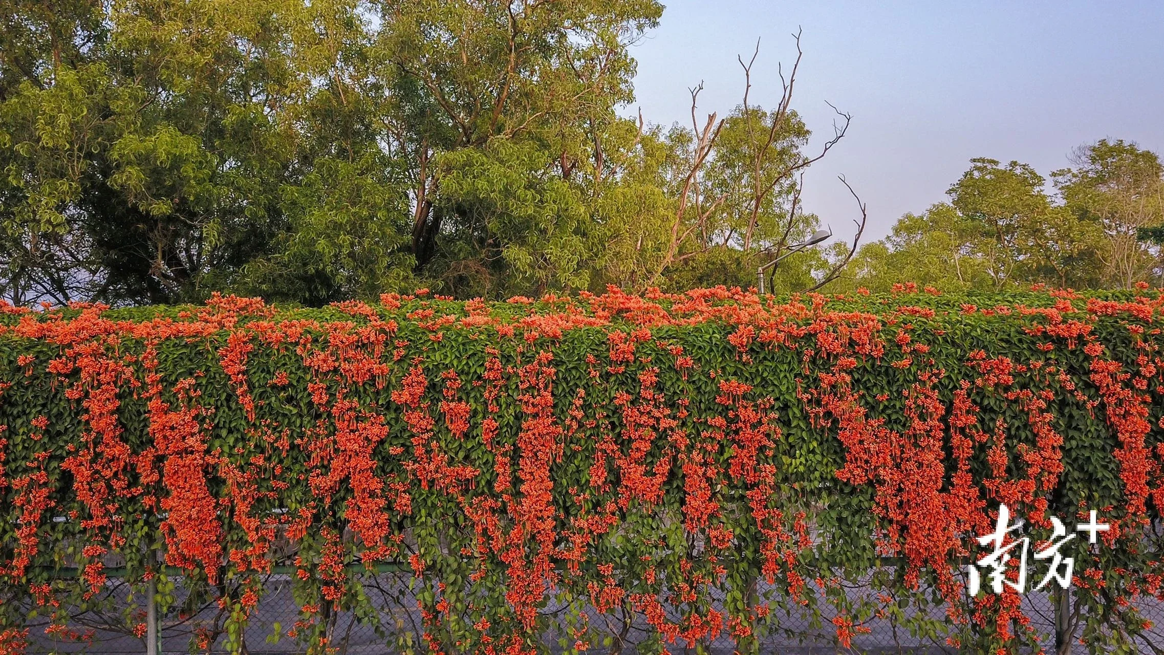 潮州韩师炮仗花炸出热烈之美绿美广东花式打卡⑥