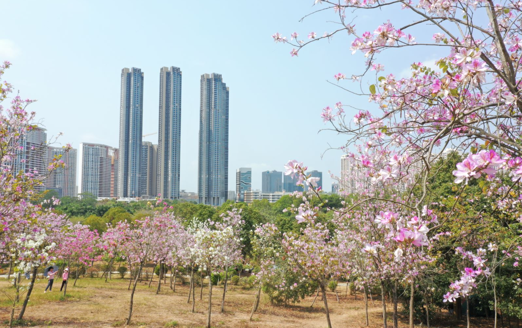 日前,记者获悉,位于深圳坪山区的聚龙山生态公园樱花谷的樱花迎来盛开