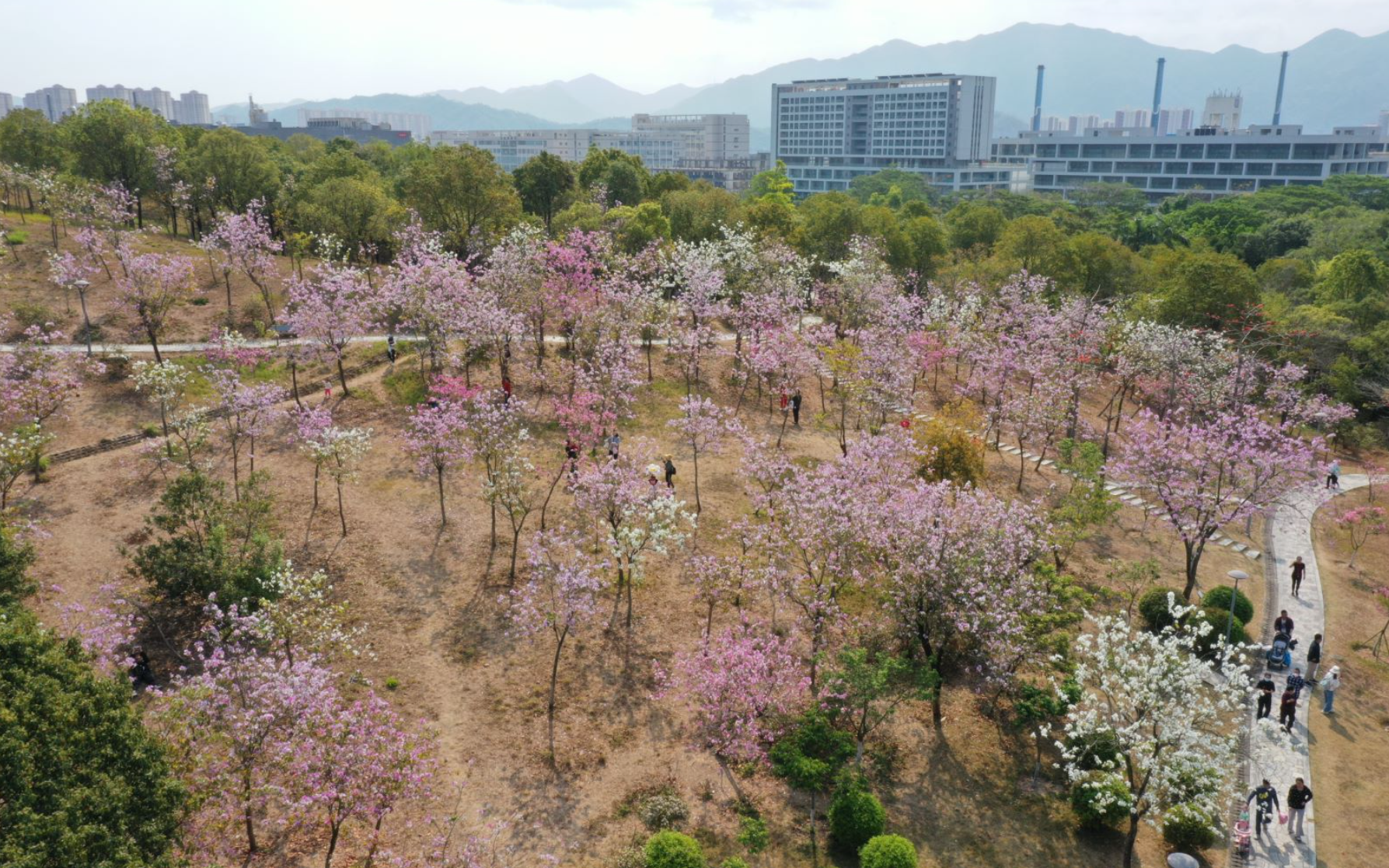 日前,记者获悉,位于深圳坪山区的聚龙山生态公园樱花谷的樱花迎来盛开