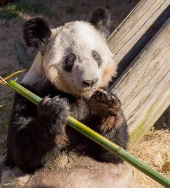 旅美大熊猫丫丫将回国何以引发广泛关注