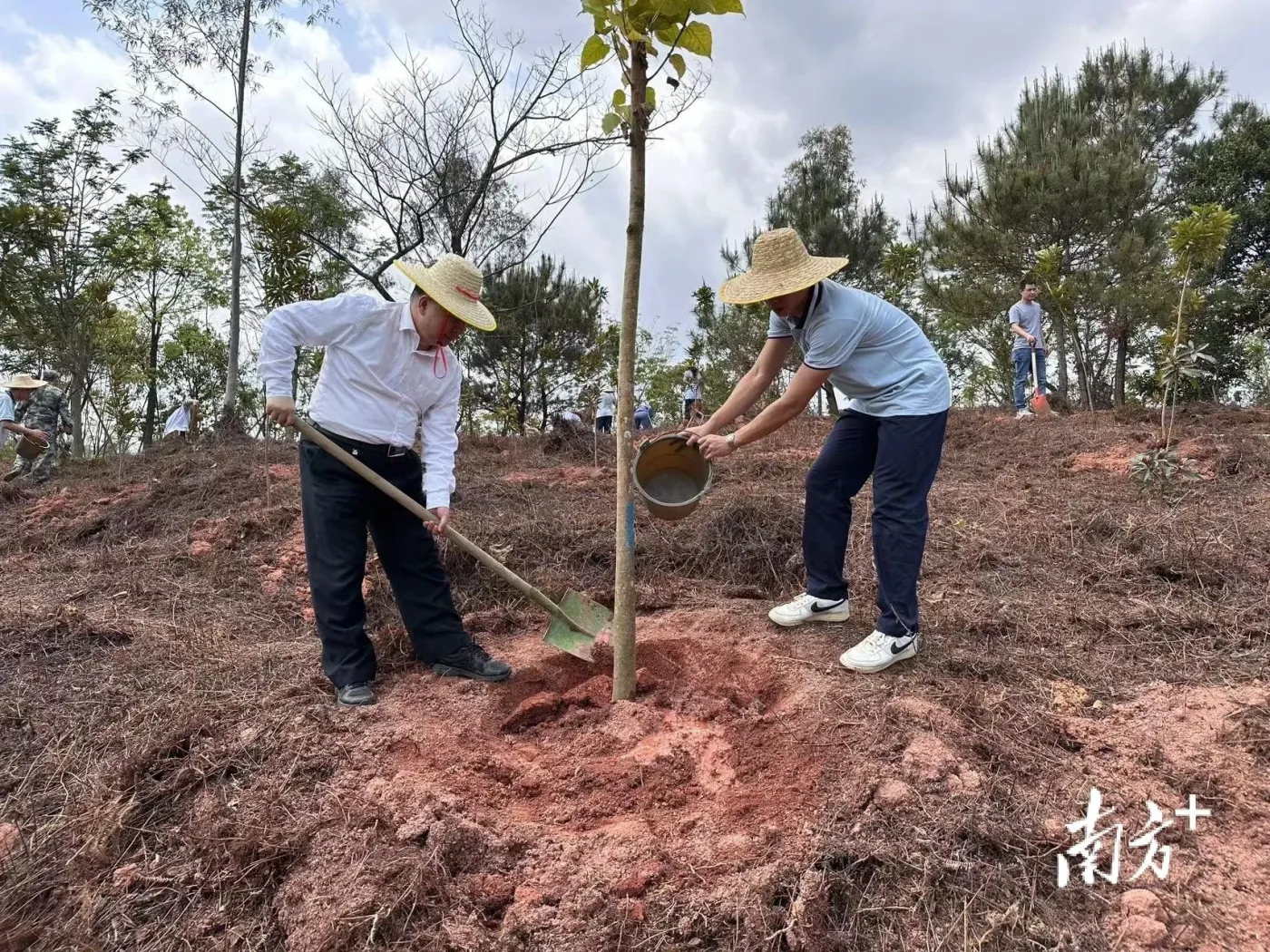 植树添绿正当时!新兴县组织参加2023年绿美云浮生态建设义务植树示范活动-房产资讯-房天下