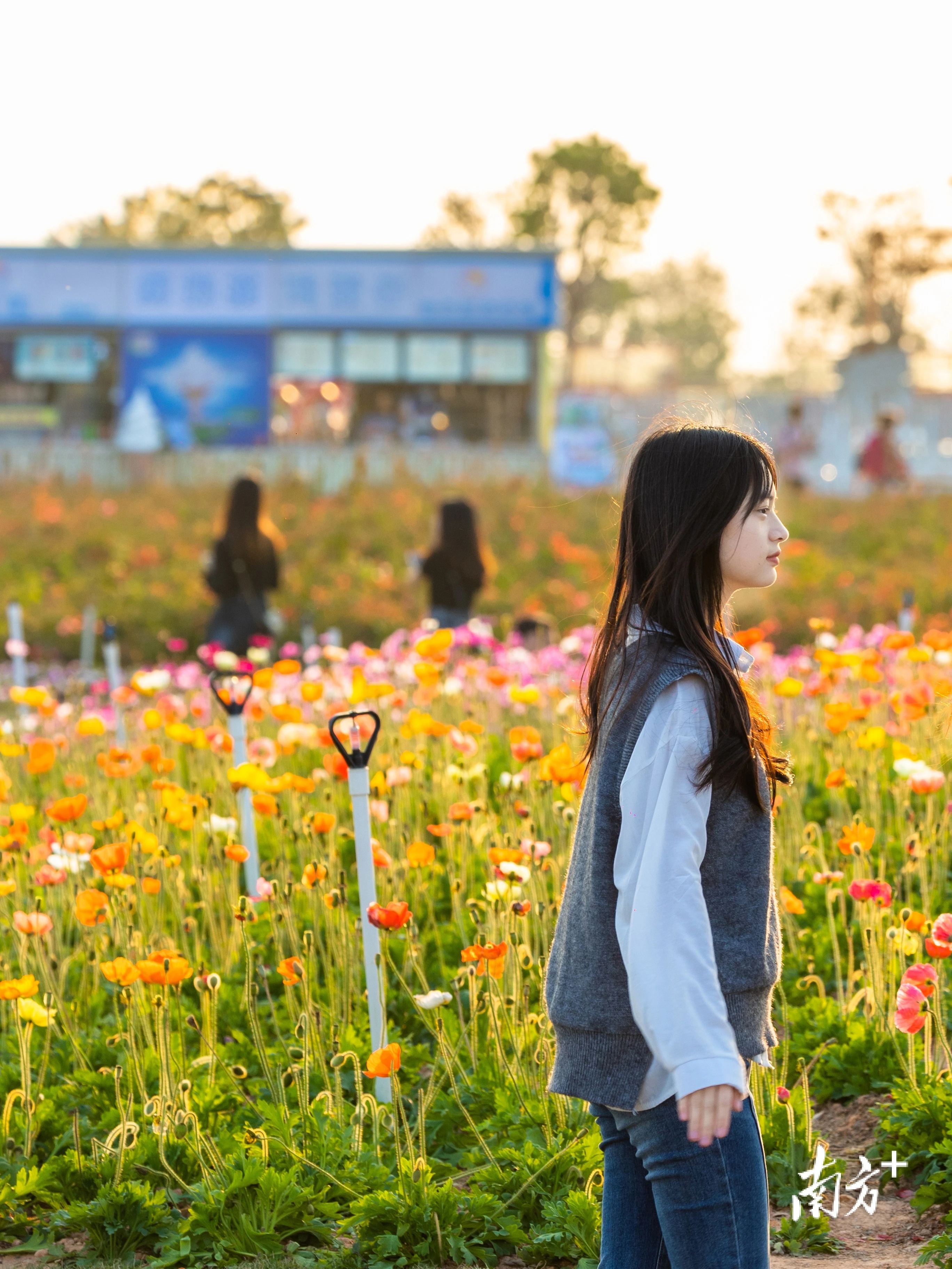 东莞滨海湾花海里图片