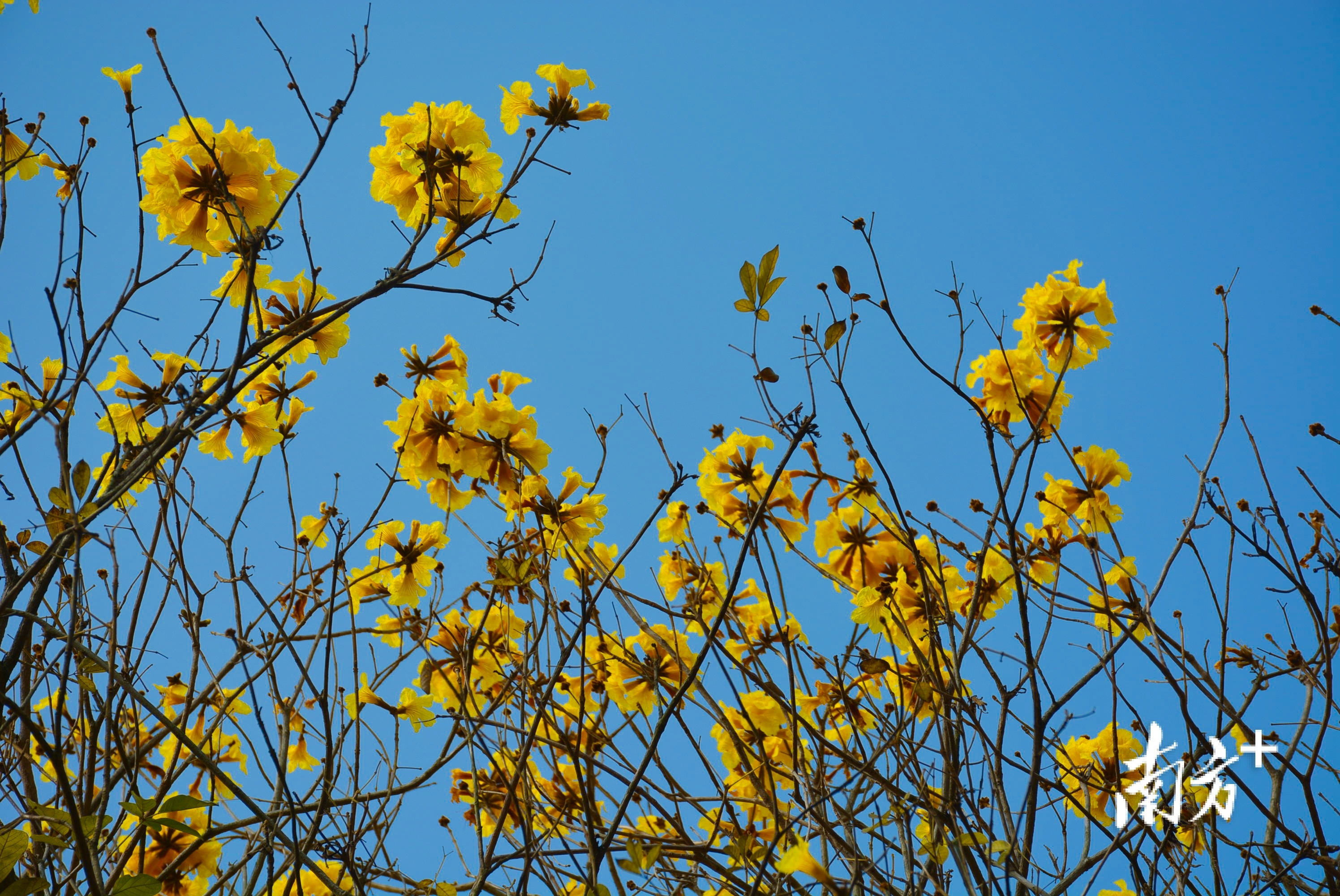 春天的影像诗普宁麻园数百亩黄花风铃木次第开