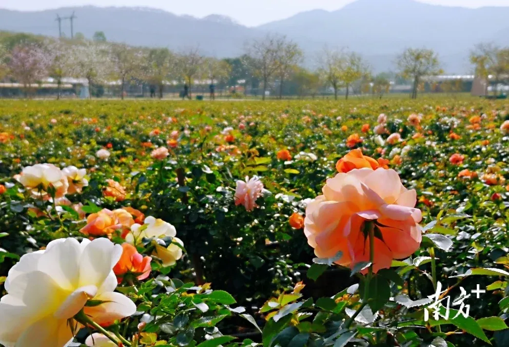 在花都赤坭志惠农场,赏春天的花与诗