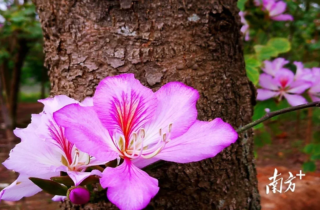在花都赤坭志惠农场,赏春天的花与诗