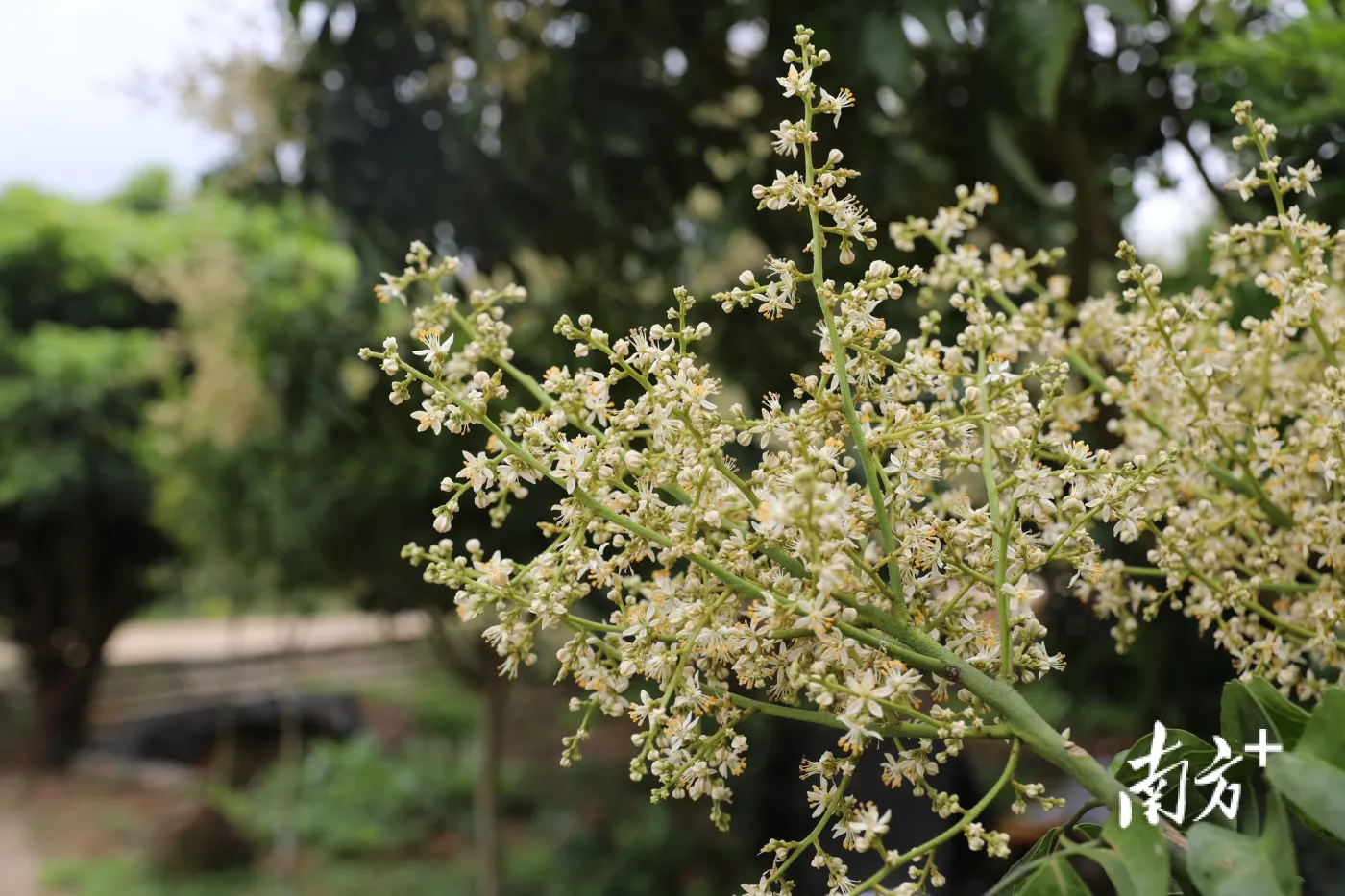 云浮拍客|郁南黄皮花似锦,徒步踏春正当时-房产资讯-房天下