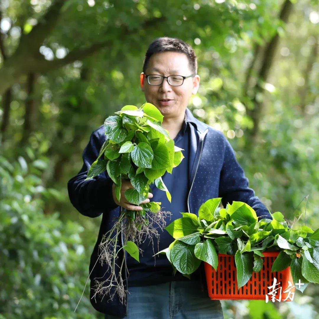 在春天,湛江人吃野菜的习惯已经深深刻进DNA里……_房产资讯_房天下