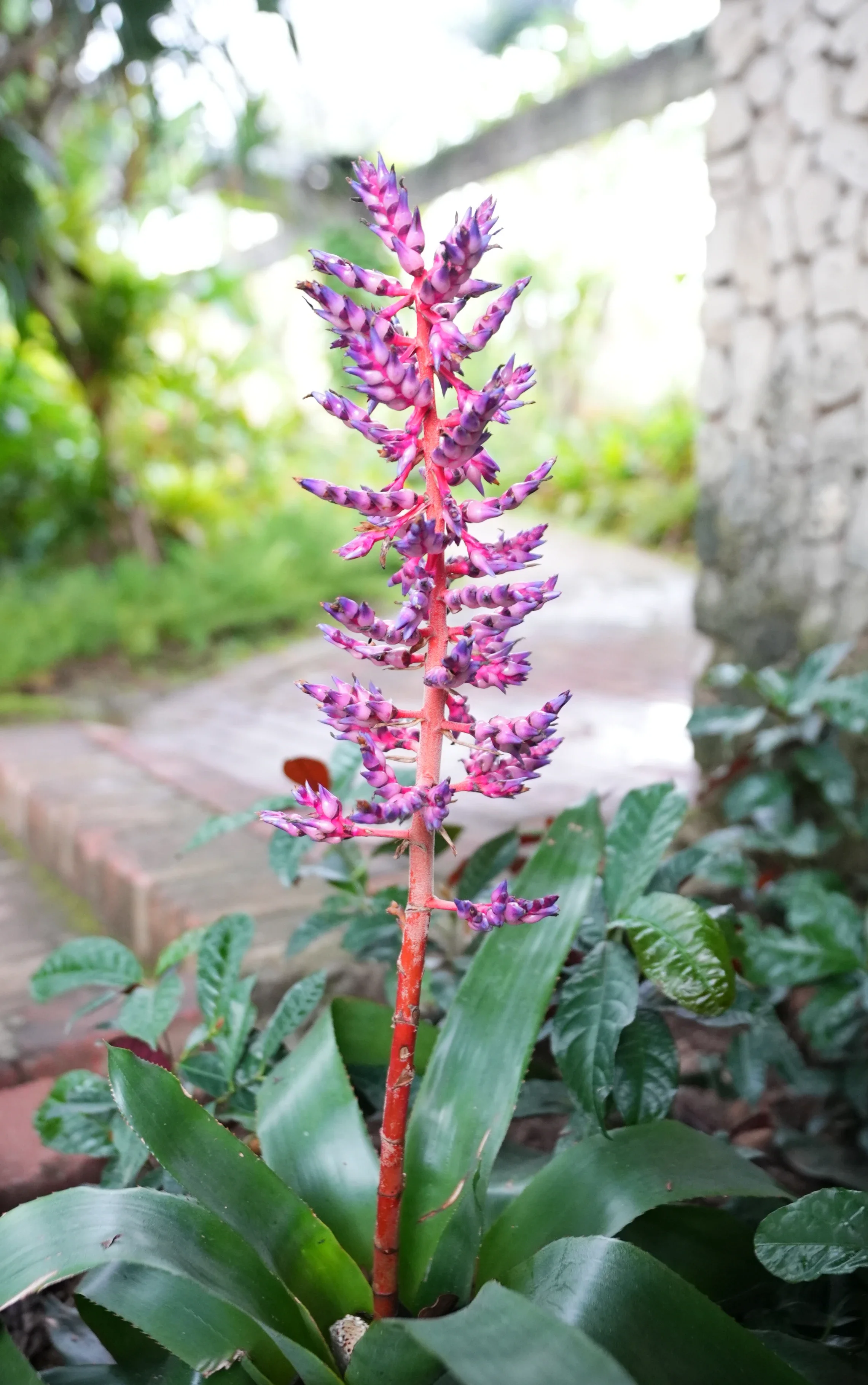 植物界爱马仕湛江市区这个园子藏了200余种奇花异木