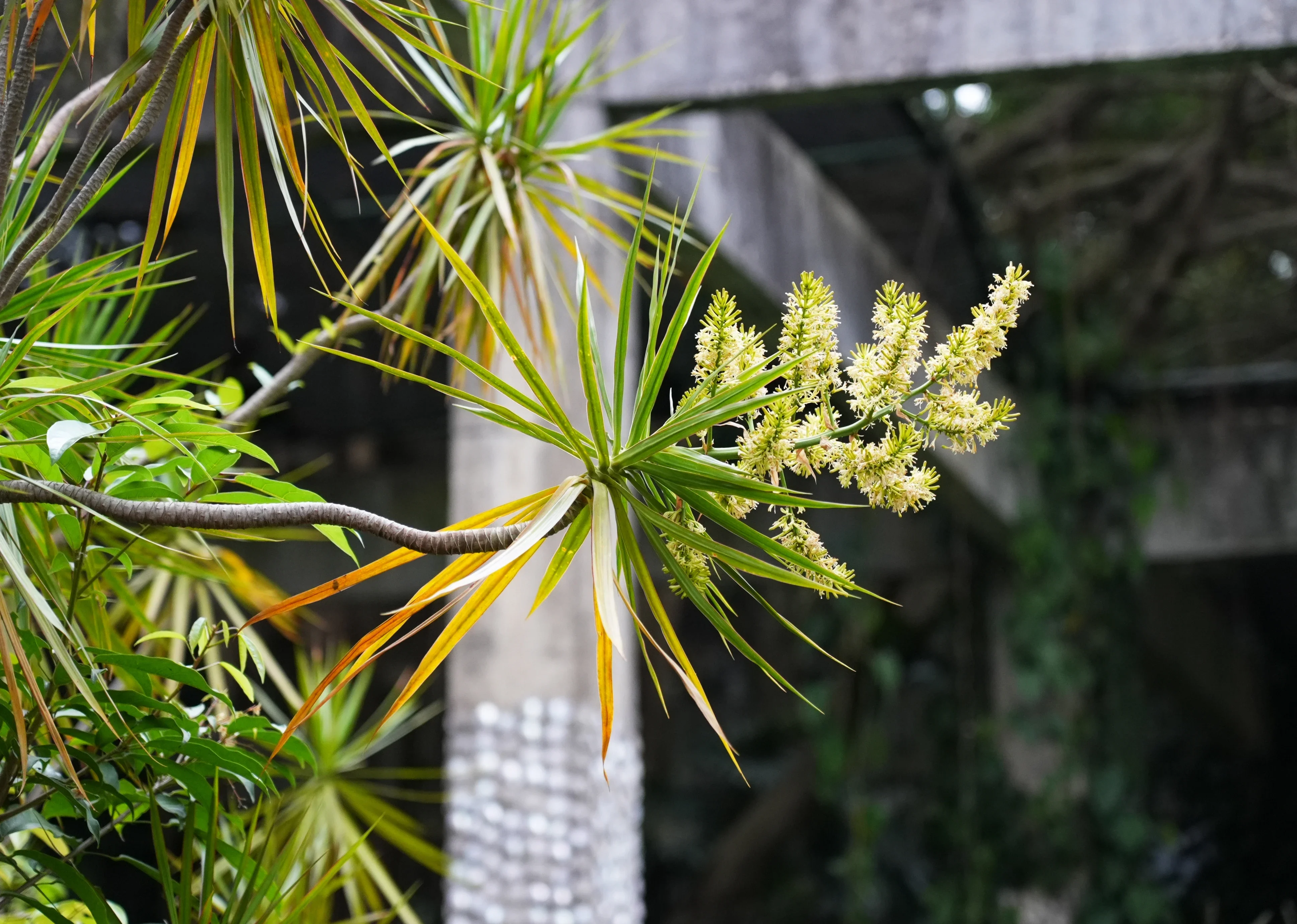 植物界爱马仕湛江市区这个园子藏了200余种奇花异木