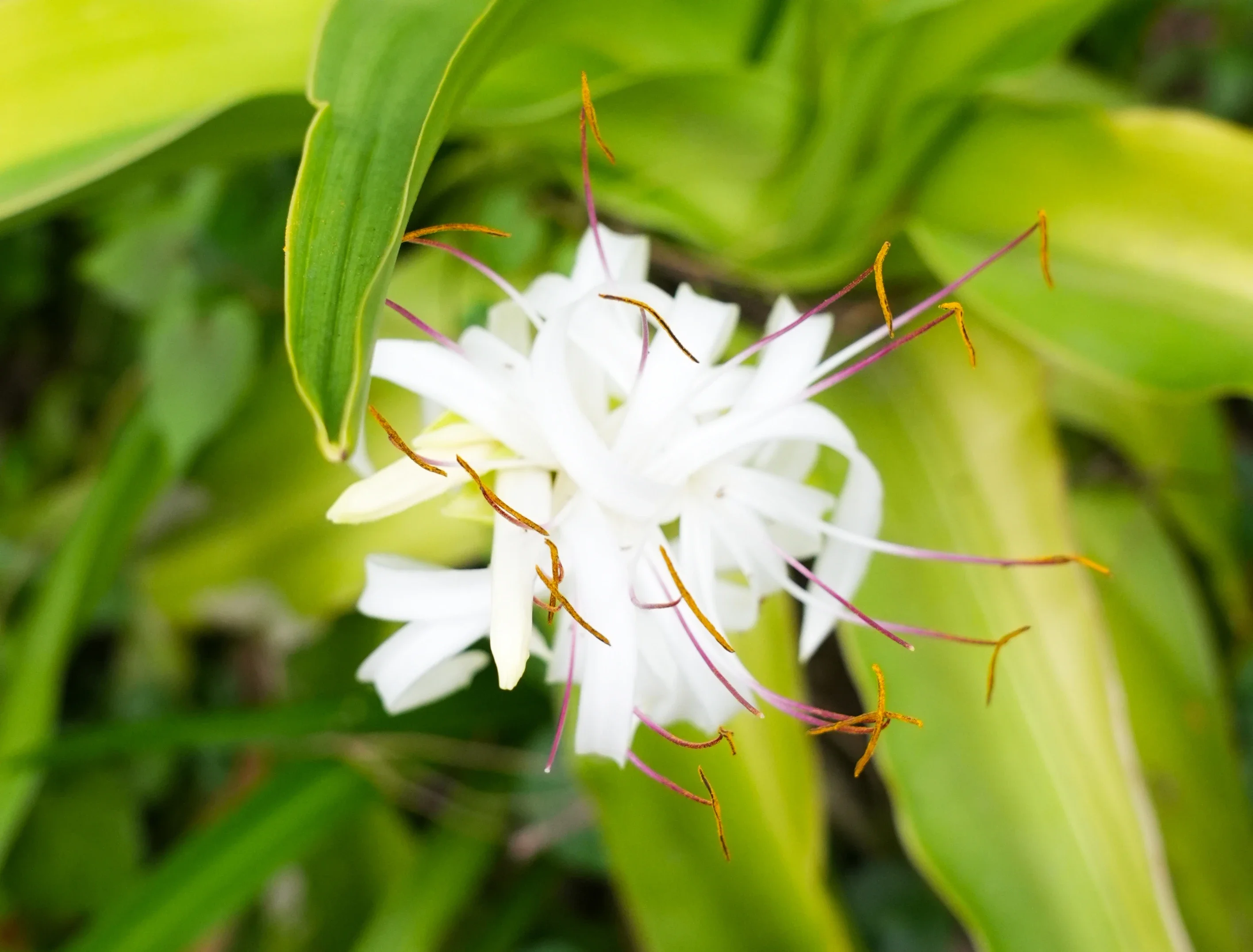 植物界爱马仕湛江市区这个园子藏了200余种奇花异木