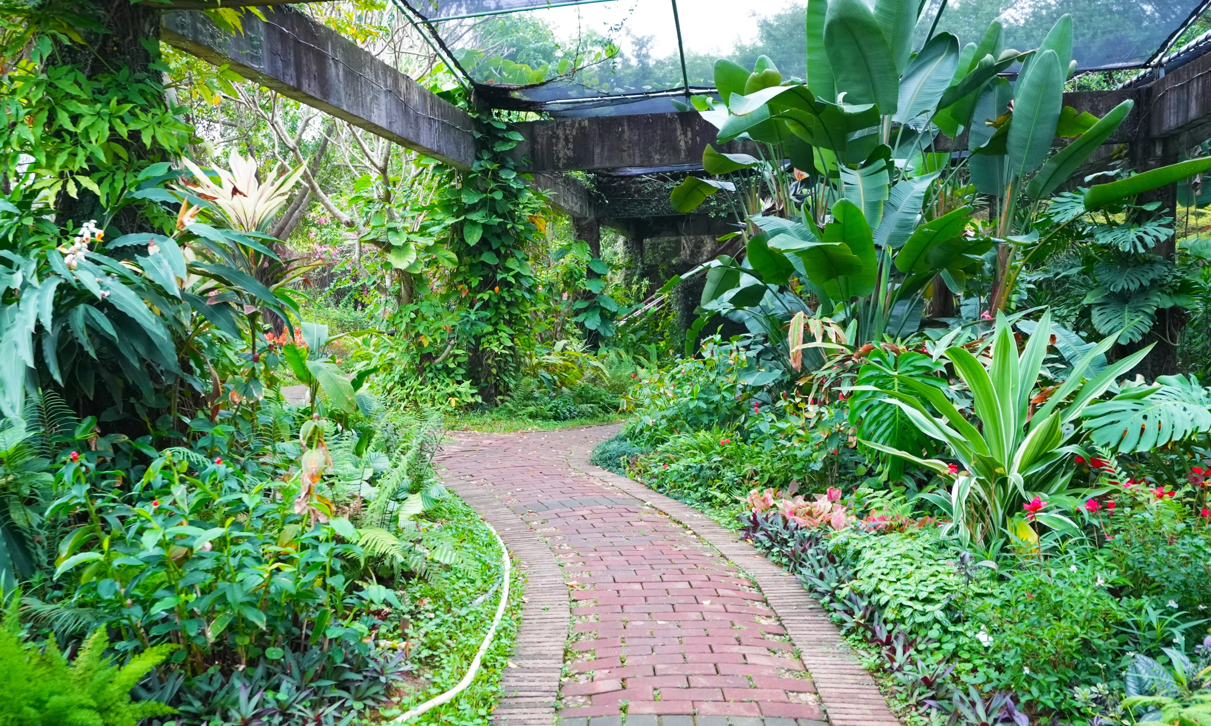 湛江热带植物园图片