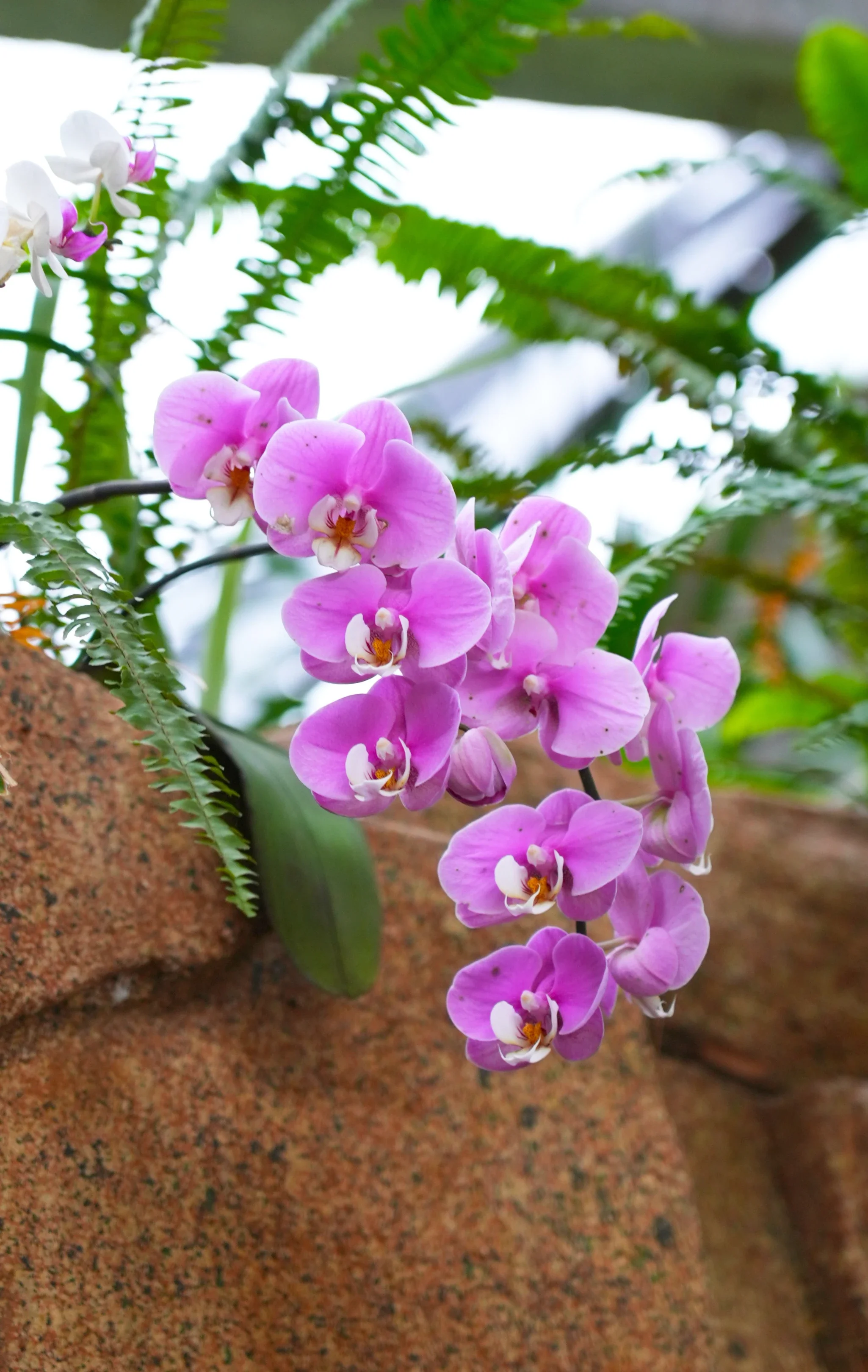 植物界爱马仕湛江市区这个园子藏了200余种奇花异木