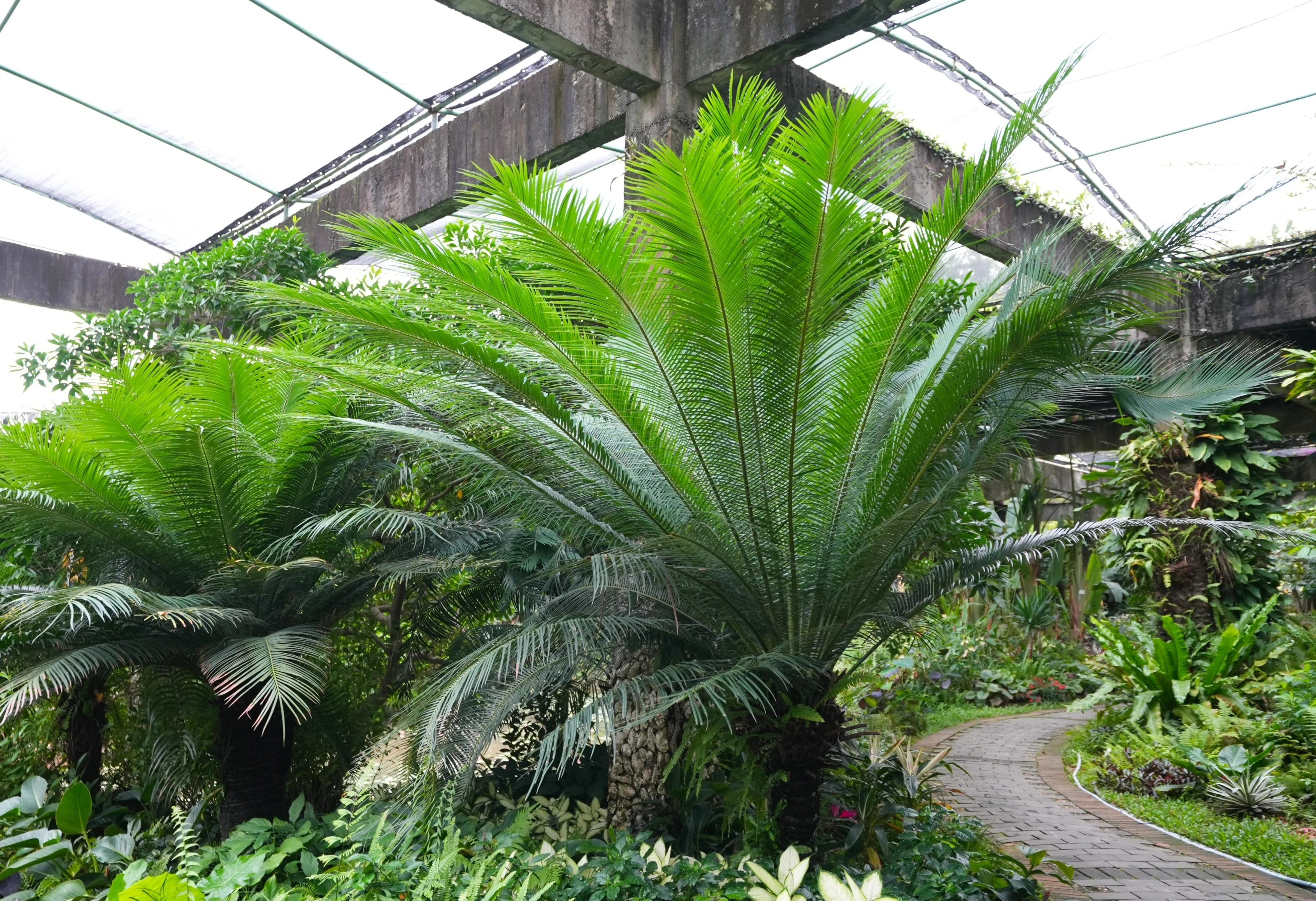 植物界爱马仕湛江市区这个园子藏了200余种奇花异木