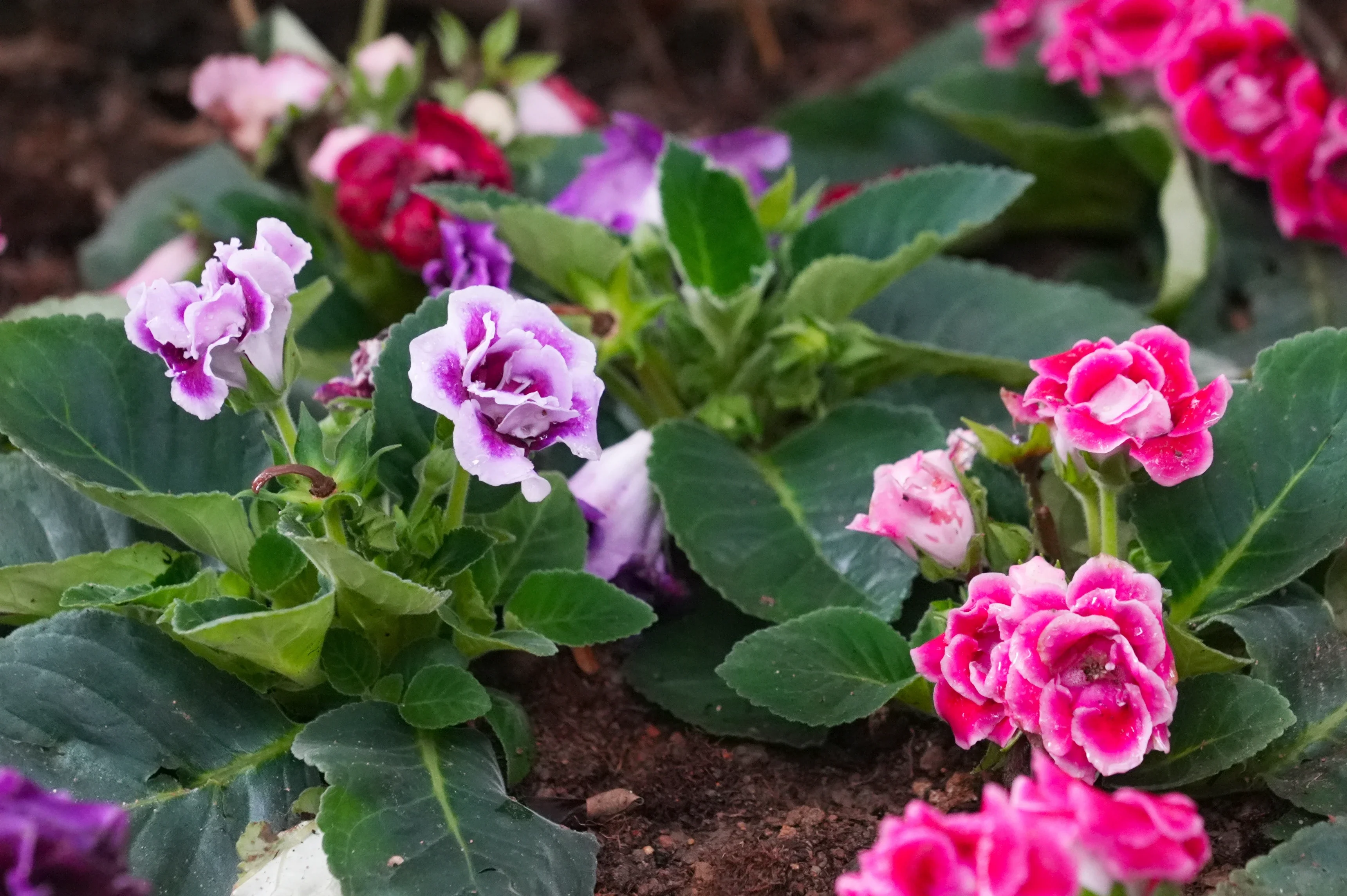 植物界爱马仕湛江市区这个园子藏了200余种奇花异木